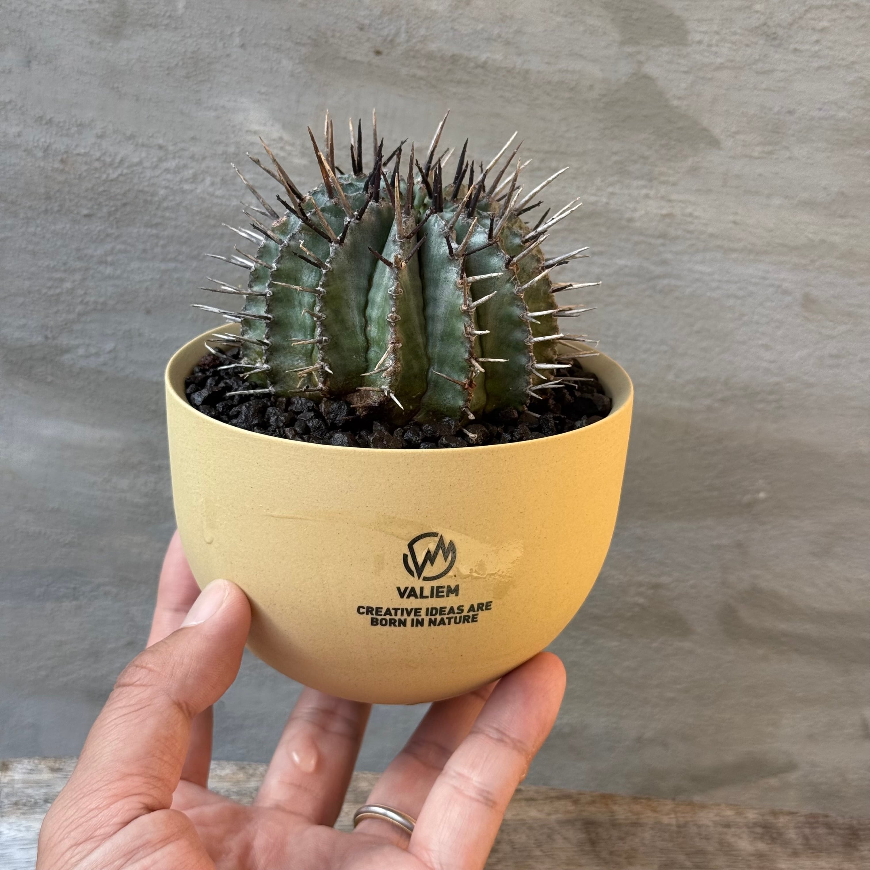 8/10（月）21:00より再販！【植物鉢】 Valiem GHOST（BOWL / Lサイズ