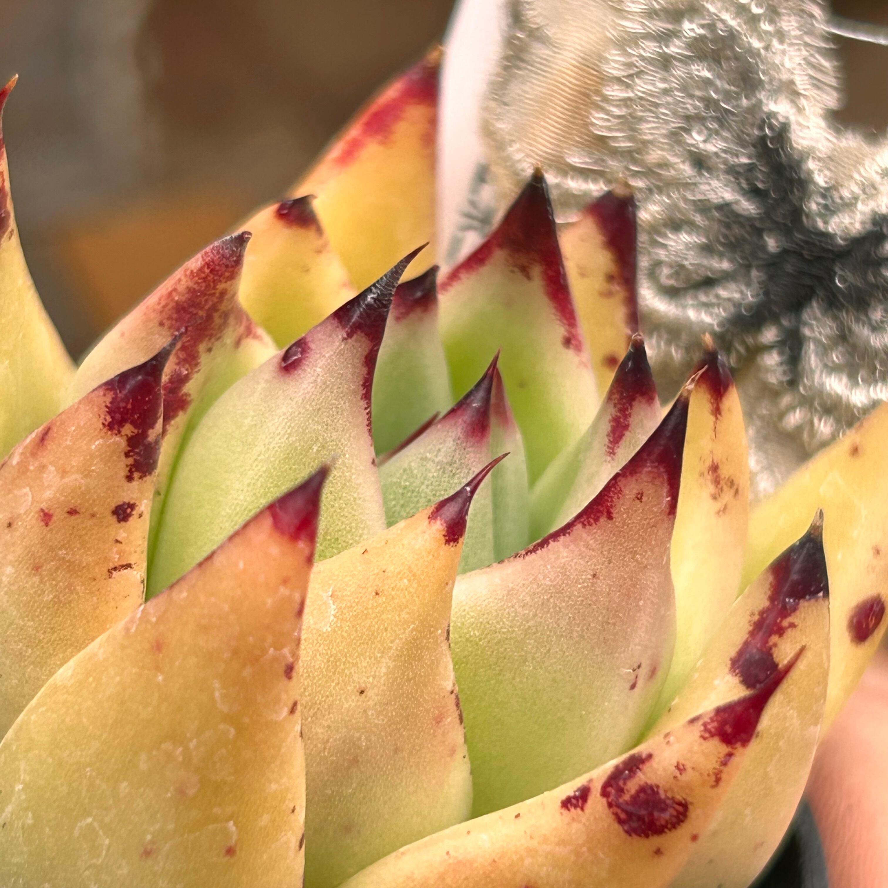 エボニーhyb. | RuPo 多肉植物専門店