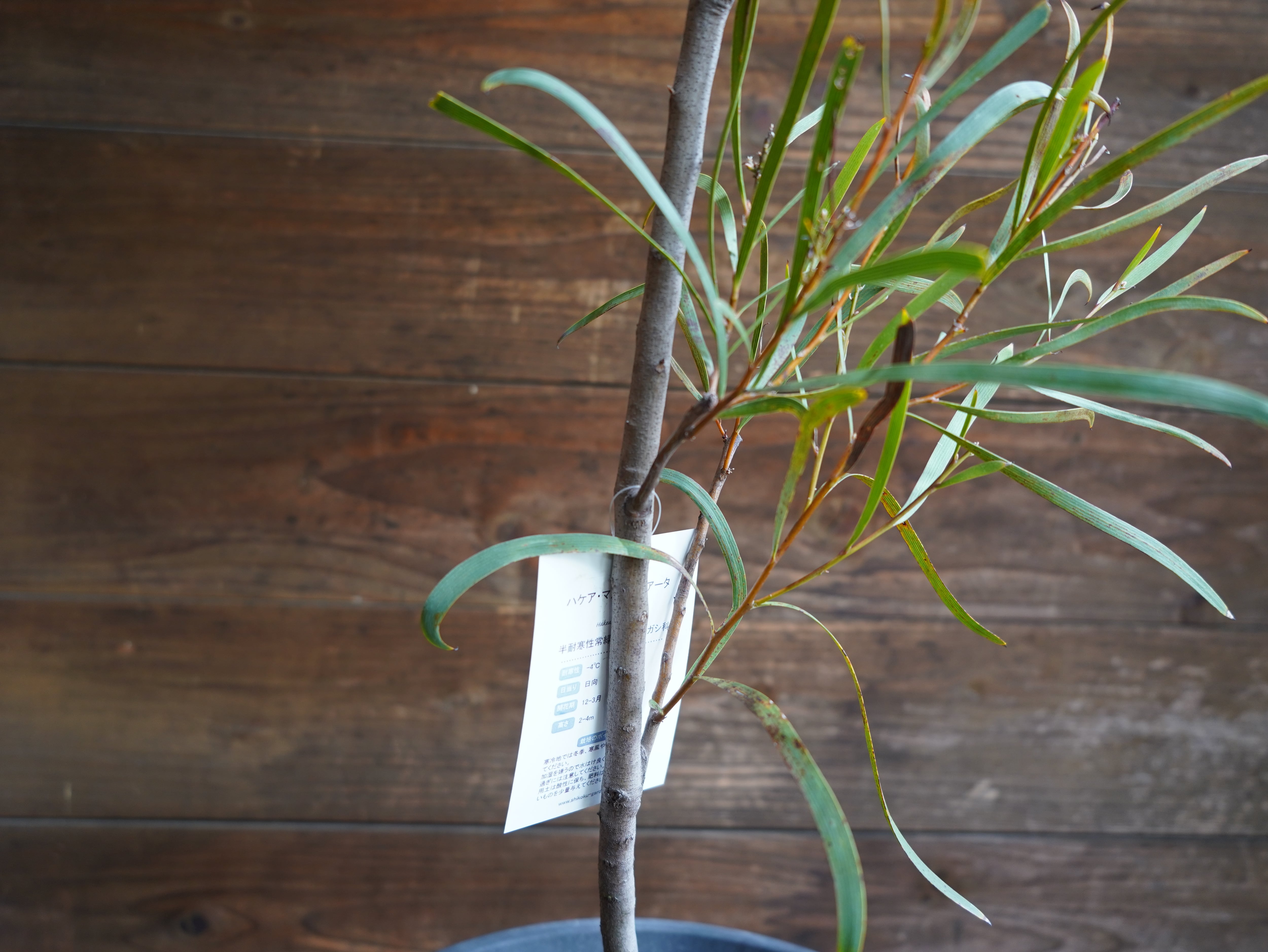 【現物】ハケア　”マルチリネアータ”