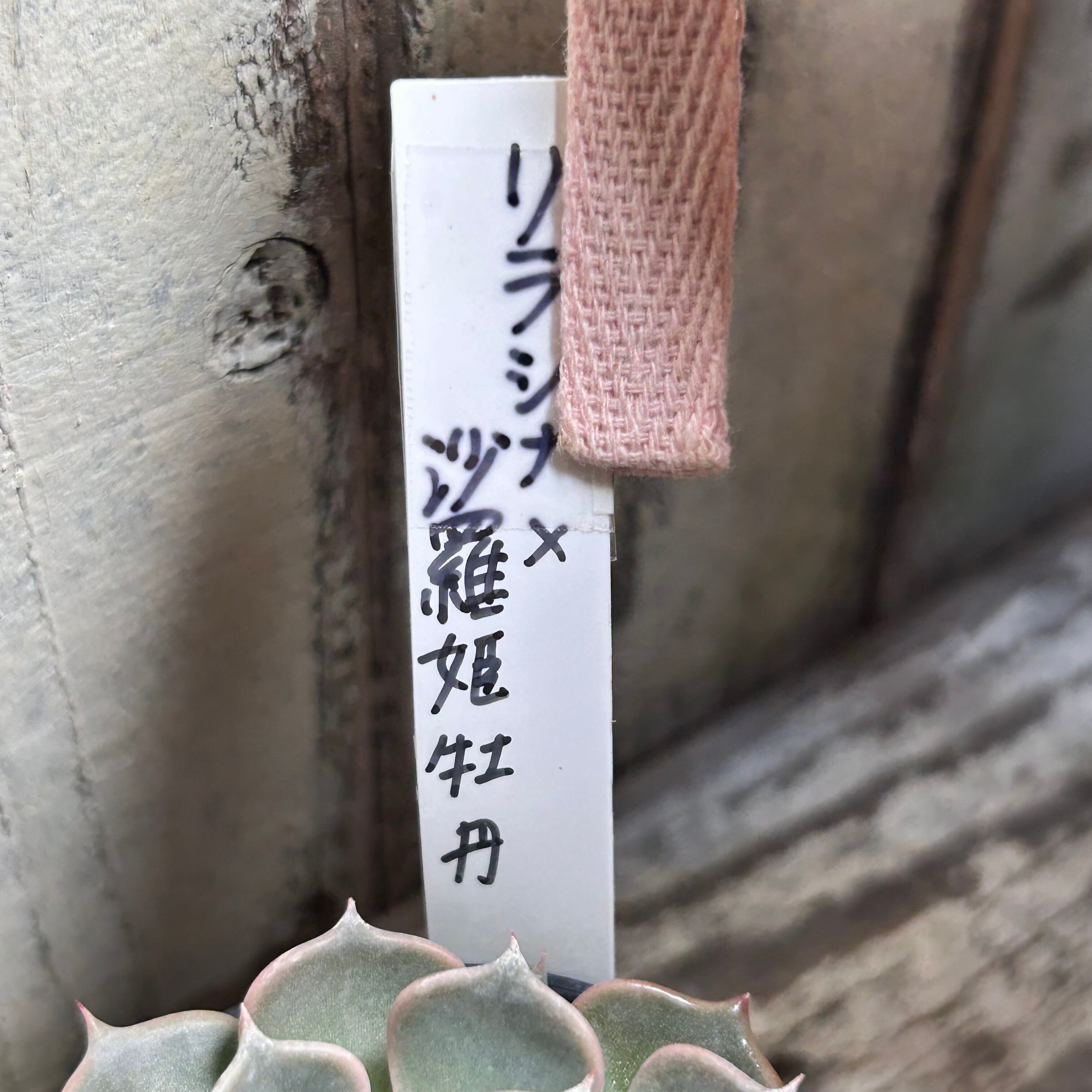 リラシナ× 沙羅姫牡丹 | RuPo 多肉植物専門店