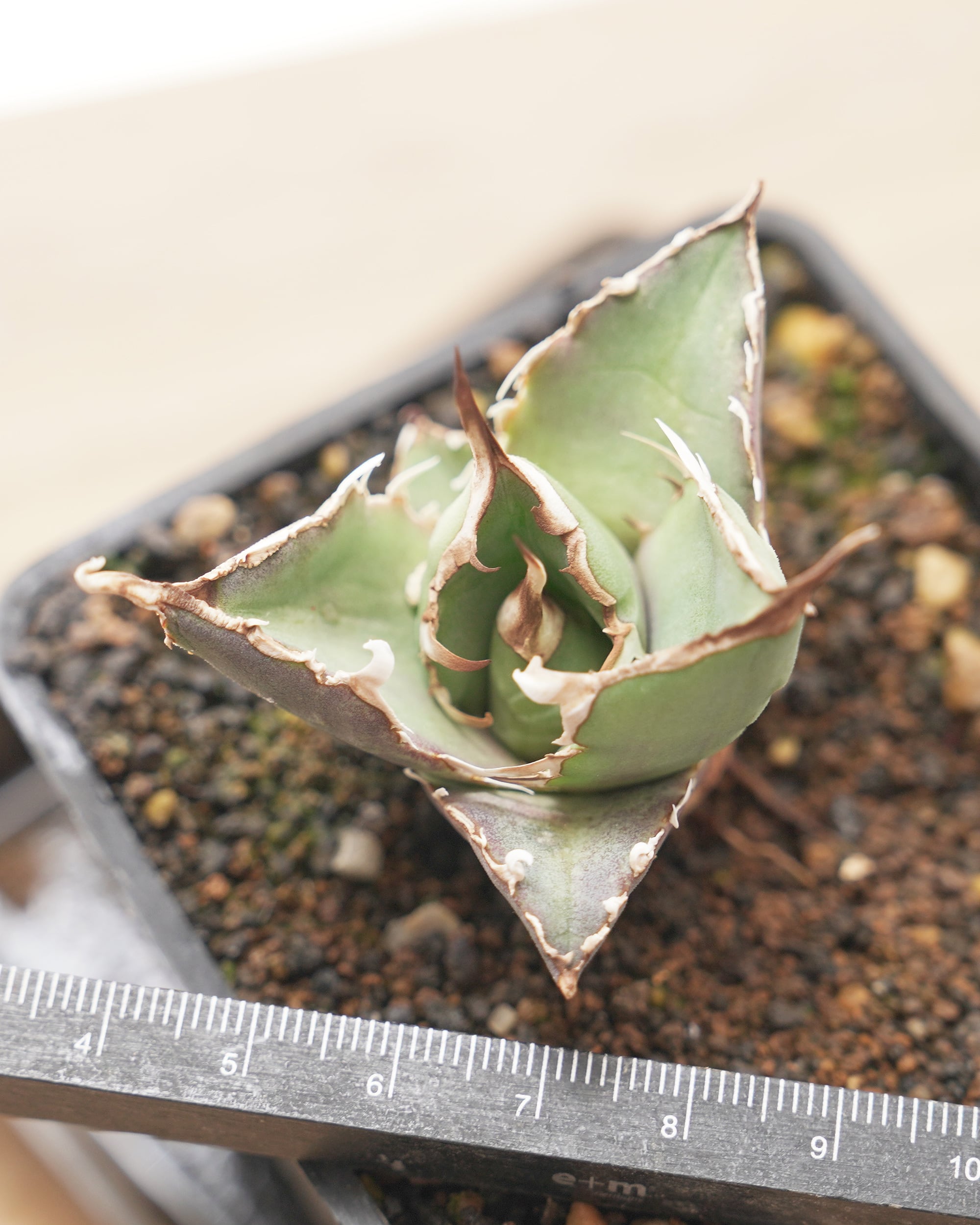 旧来白鯨 京都株 Agave titanota 'Hakugei' traditional Kyoto