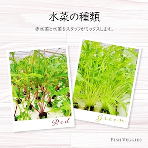 【FISH VEGGIES】水菜とレタスのサラダセット 90g　化学肥料/農薬不使用だから安心して食べられる