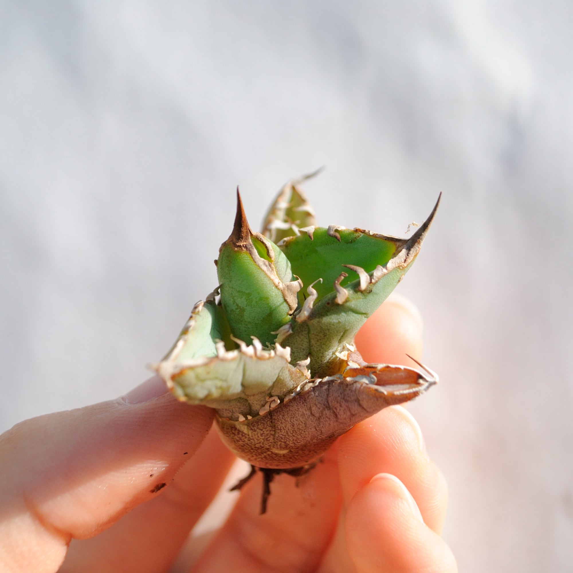 アガベ チタノタ ライトリー ホワイト ソーン セレクション No.4