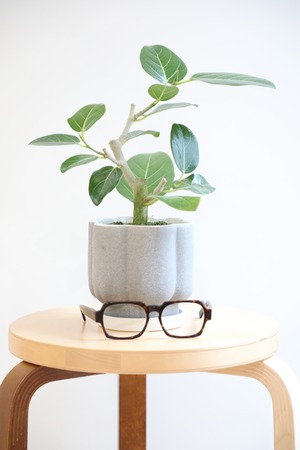 【S】フィカス ベンガレンシス/Ficus