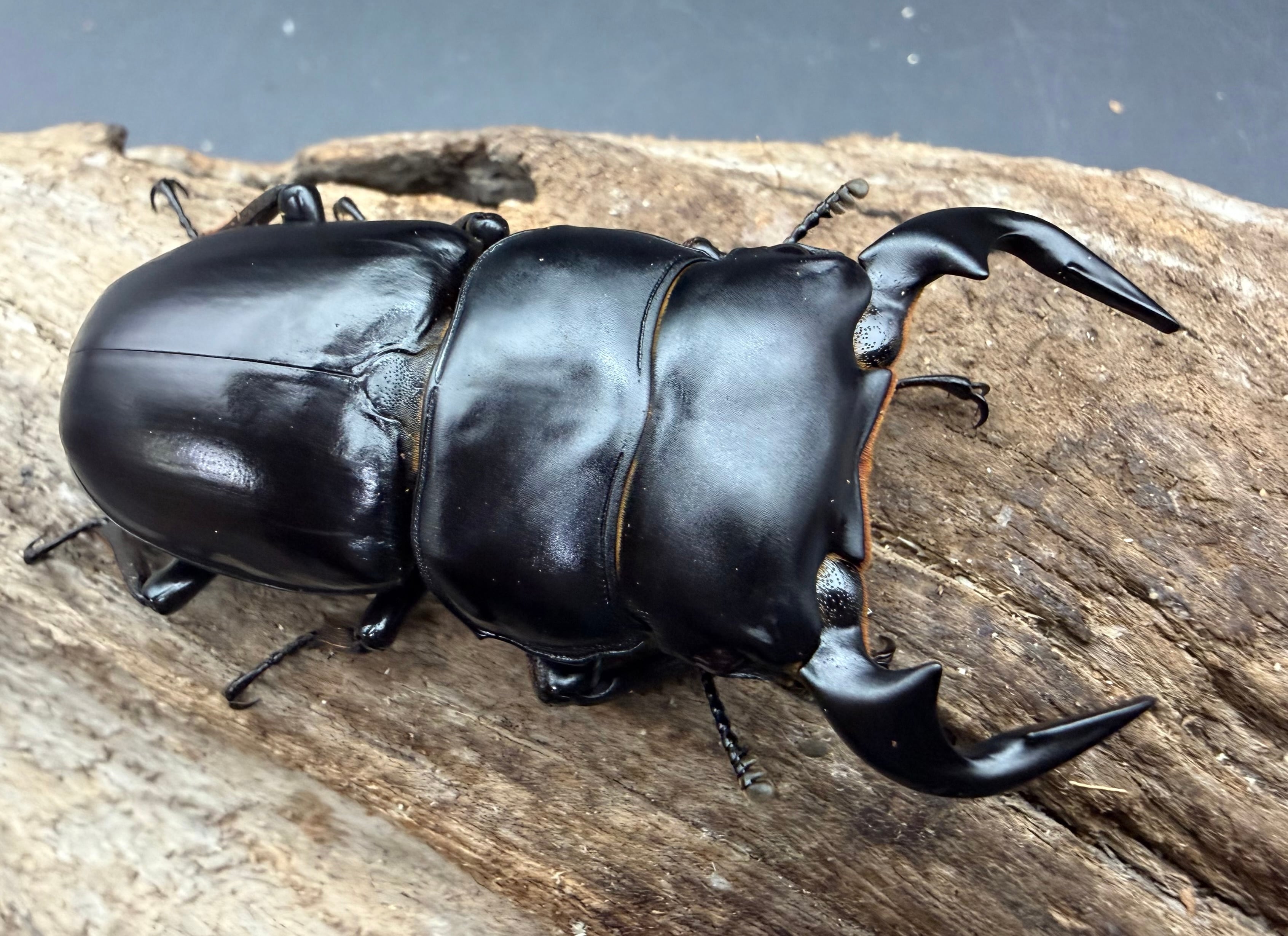 展翅板 上製 3号（36×8.5cm） | KPW BASE店