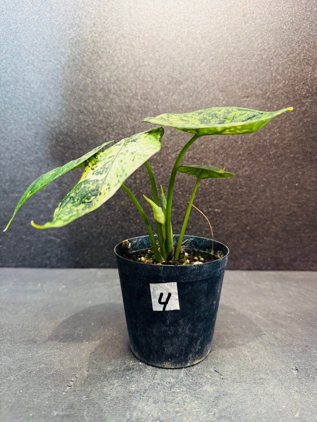 アロカシア・マハラニ 3号 | 観葉植物と雑貨のお店 VIVAGREEN