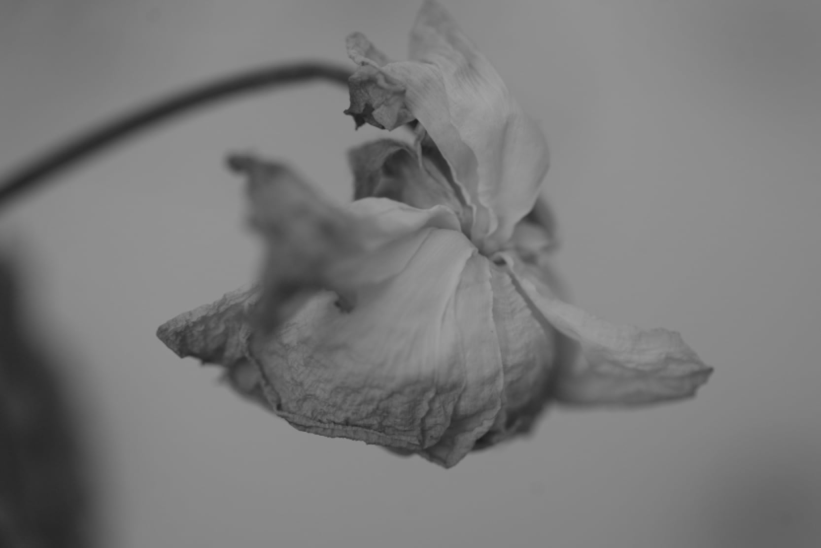 Flower #1 (gray wooden frame 50cm×70cm付き)