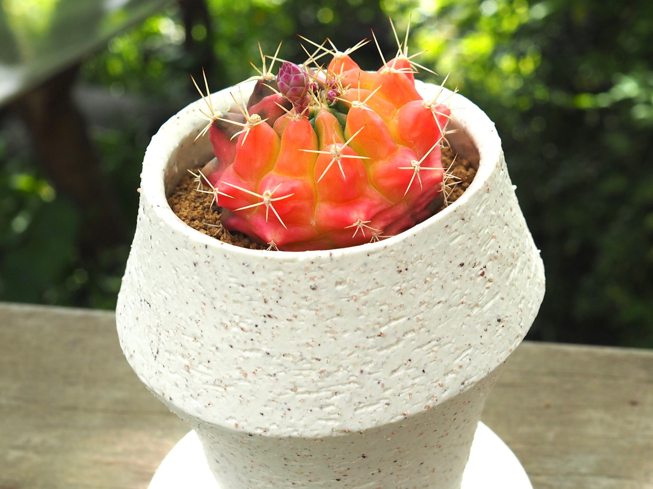 翠晃冠錦(デザイン鉢) | 多肉植物デイジーアンドビー