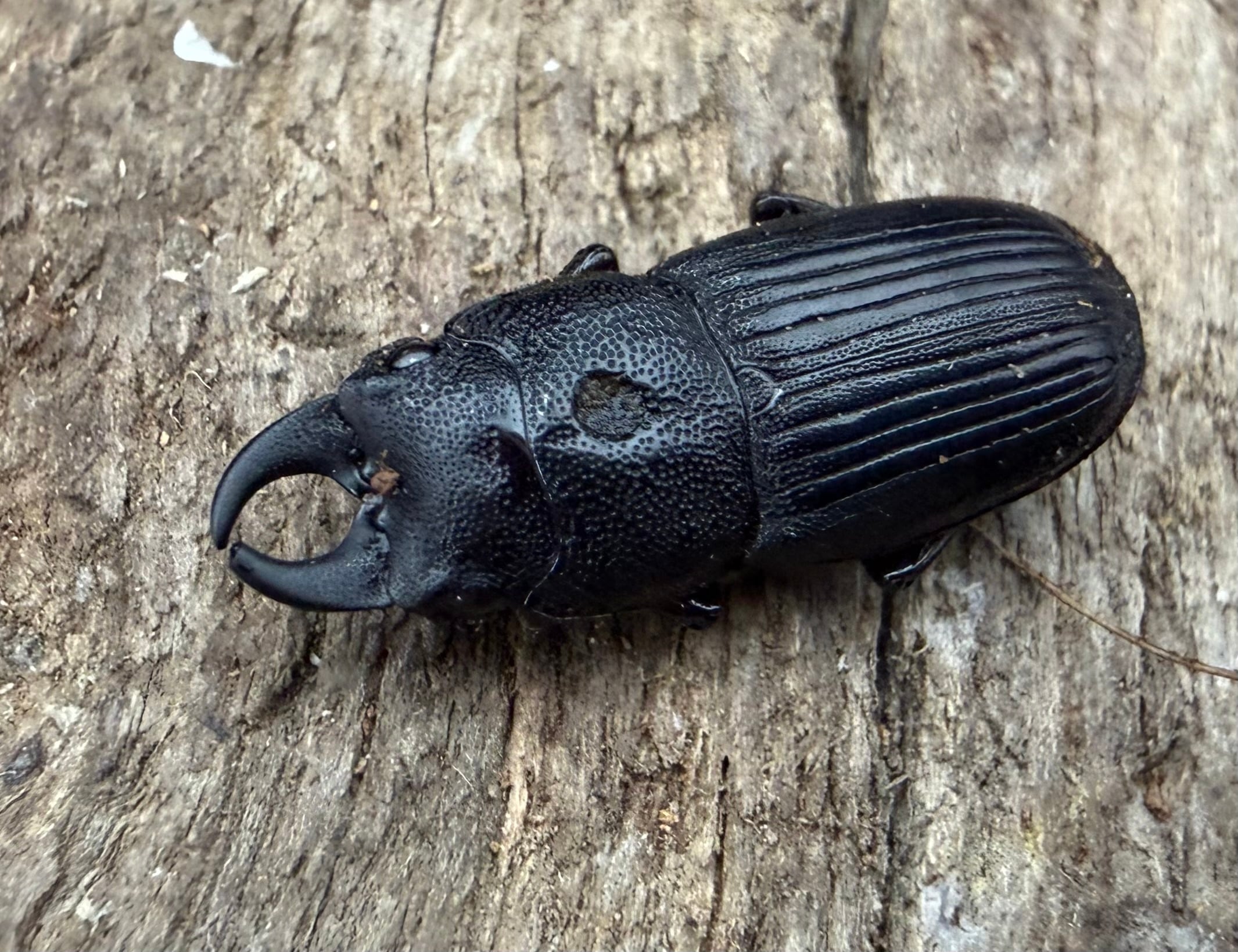 外国産クワガタ等の販売 外国産クワガタムシ – クワガタムシ・カブトムシ昆虫専門店COLORS