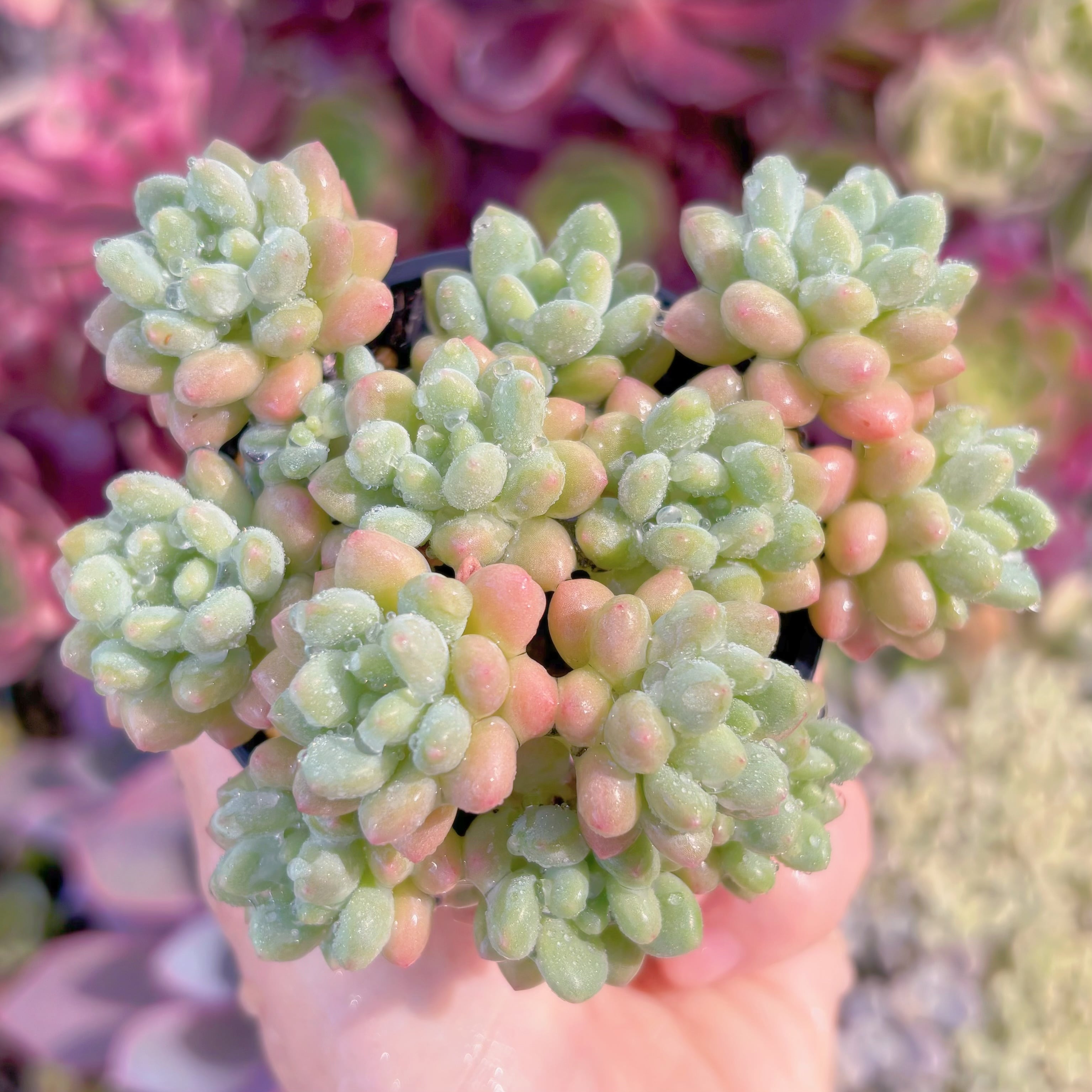 現品　Daphne x ロココ#638  るる農園