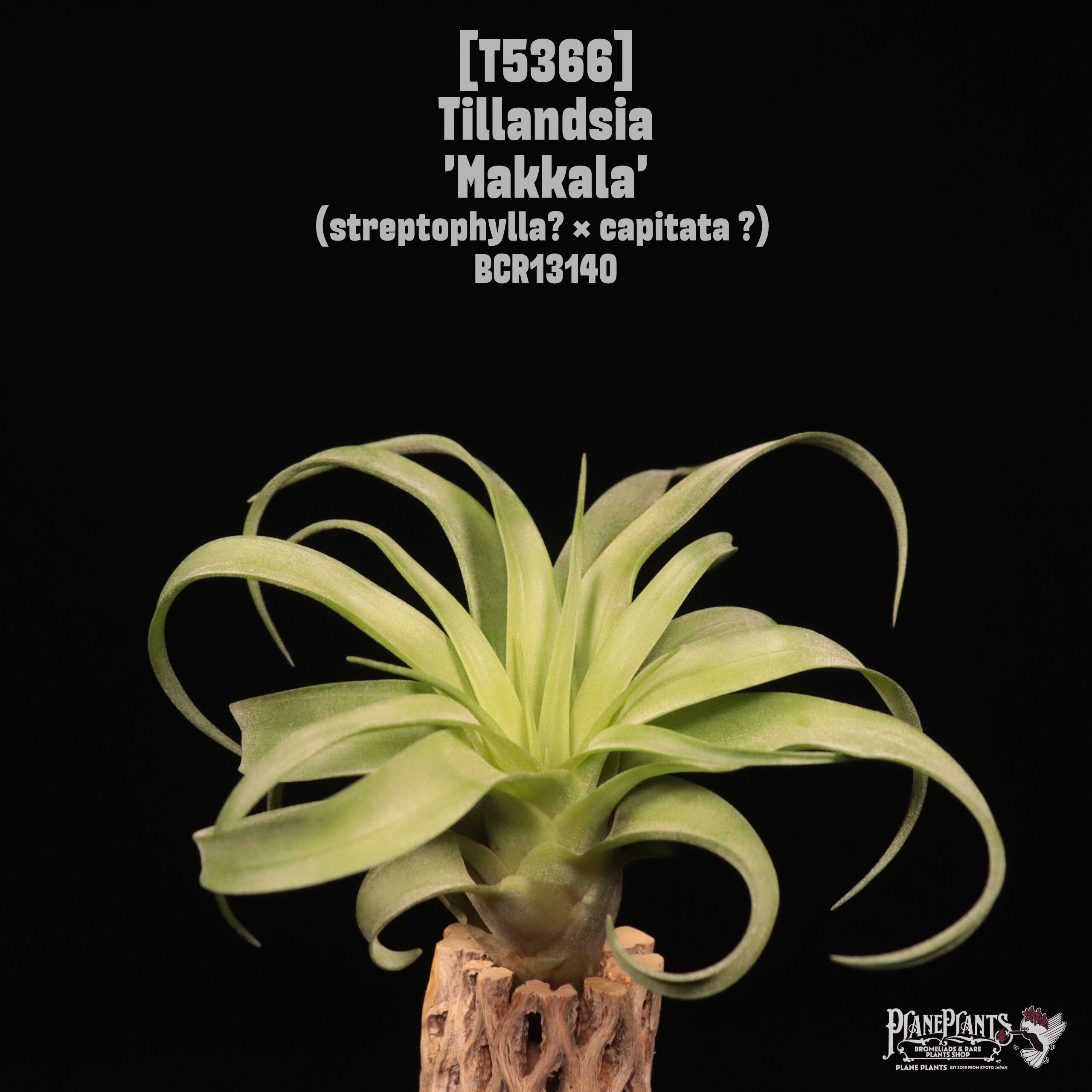 reserved】'Makkala'〔エアプランツ〕現品発送T5366 | plane plants