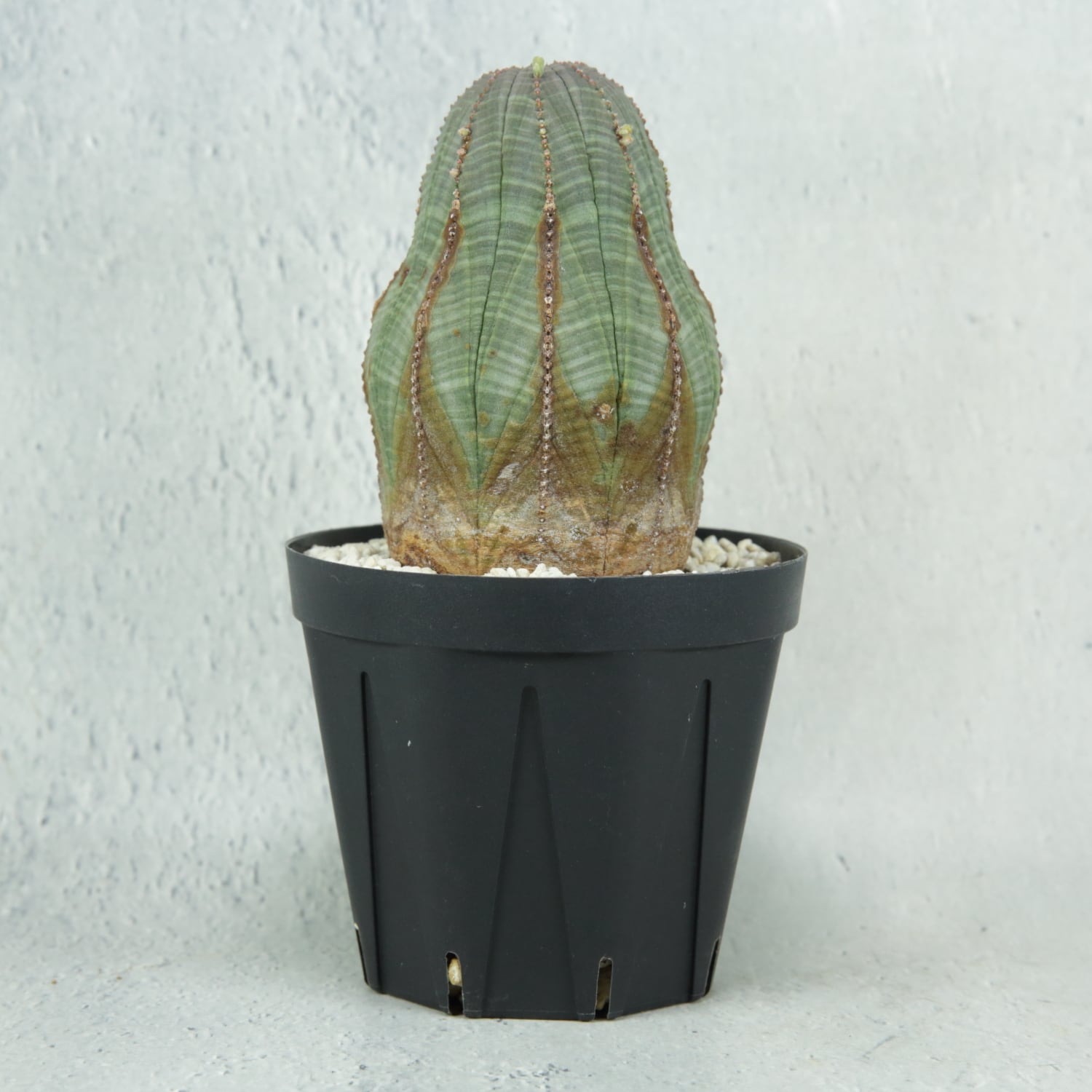 オス株 木質化 マウンテン オベサ / ユーフォルビア | LIGHTHOUSE