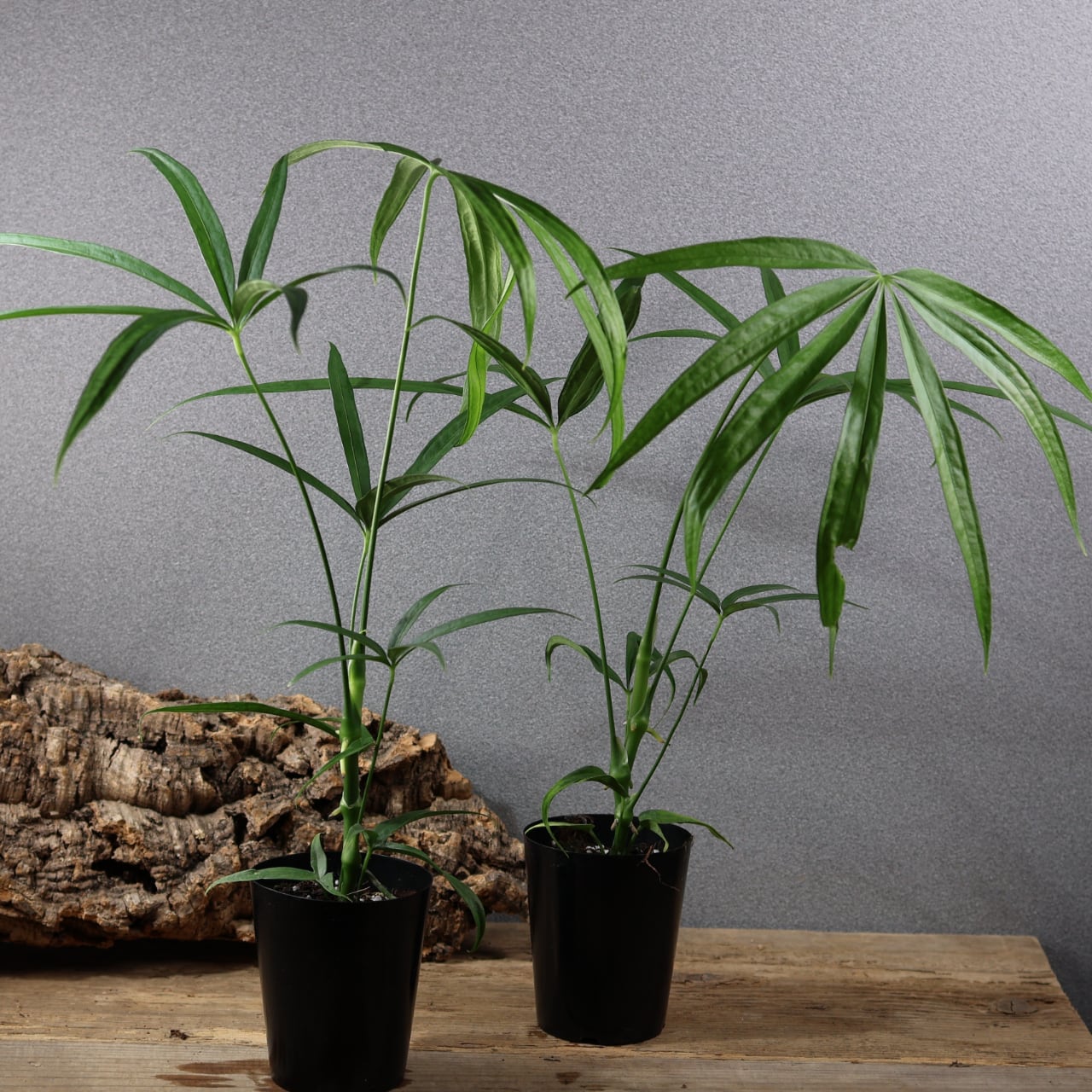 842『アンスリウム エミネンス』観葉植物【送料無料】 | MARX PLANTS
