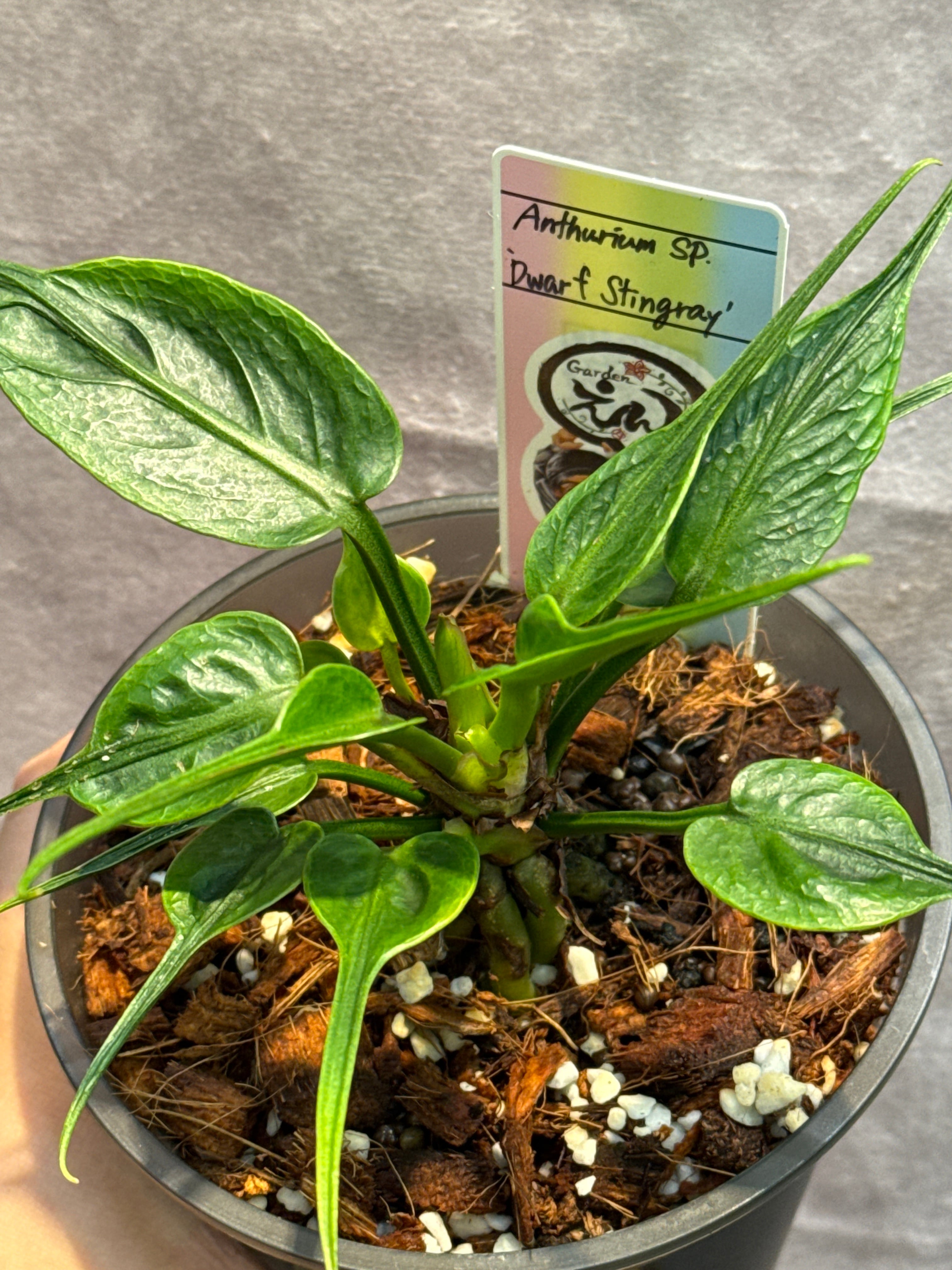 詩*麿様 Anthurium sp. 'Dwarf Stingray' Anthurium sp. 'Dwarf Stingray' | Gardenえん 【観葉熱帯植物】