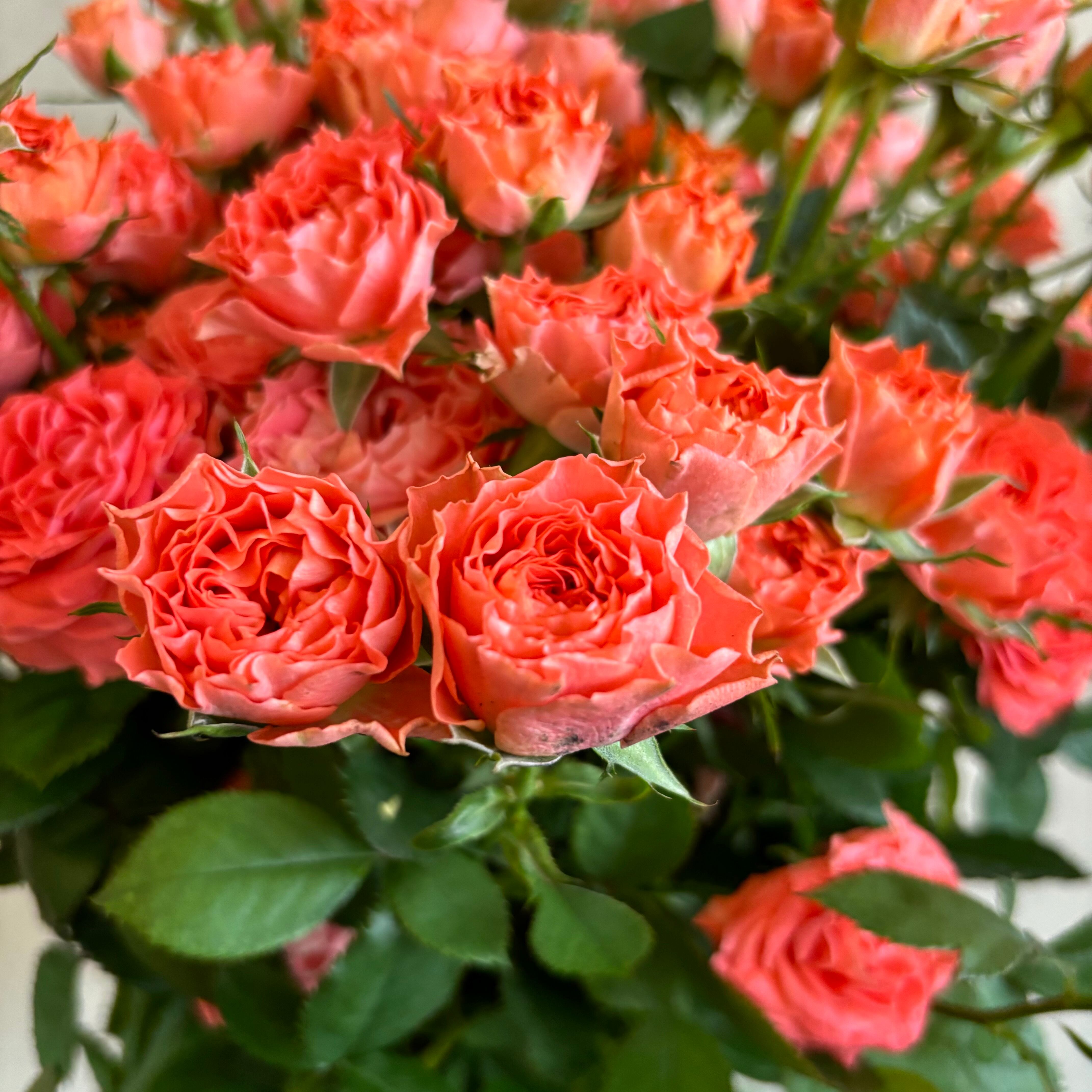 FINEROSE ☆SPバラ 品種名：トリックオアトリート | 新鮮