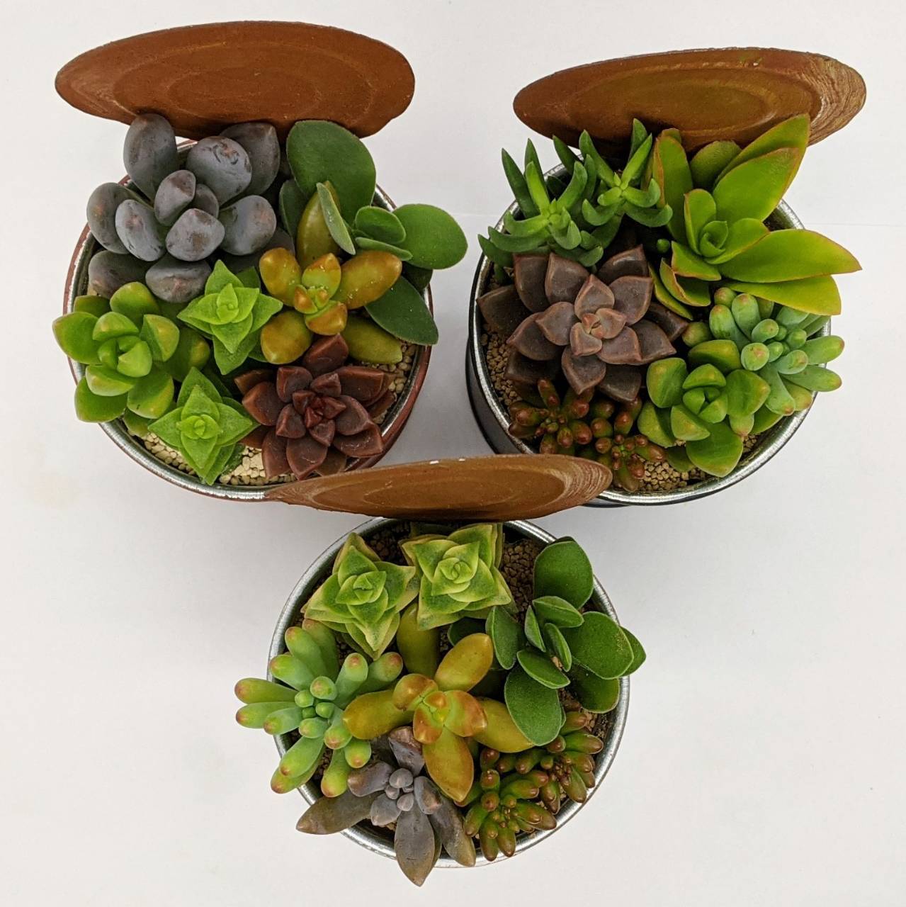 キャンニングポット | Muze Plan+s