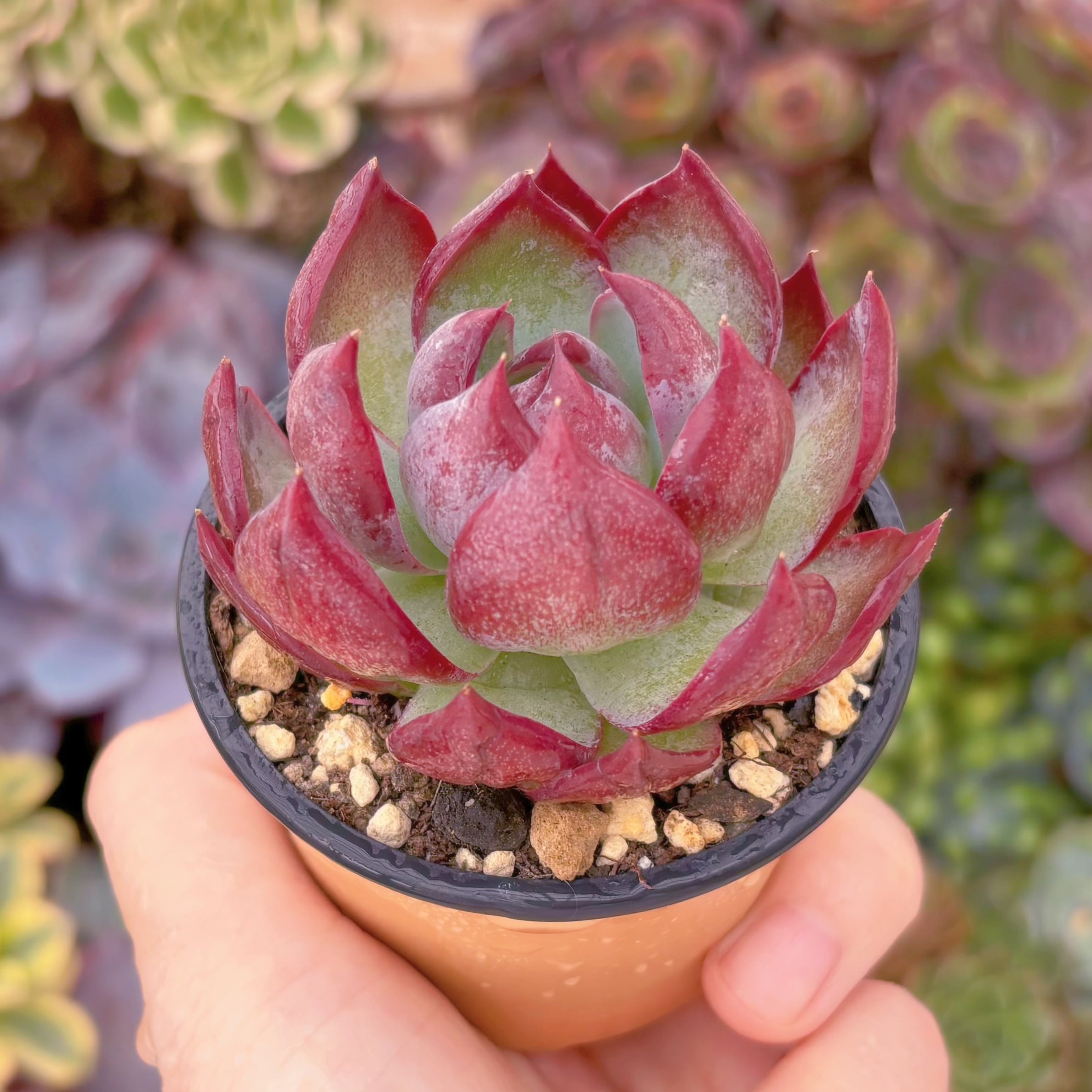 多肉植物 カシオ(中) 新入荷 るる農園 | るる農園~多肉植物専門