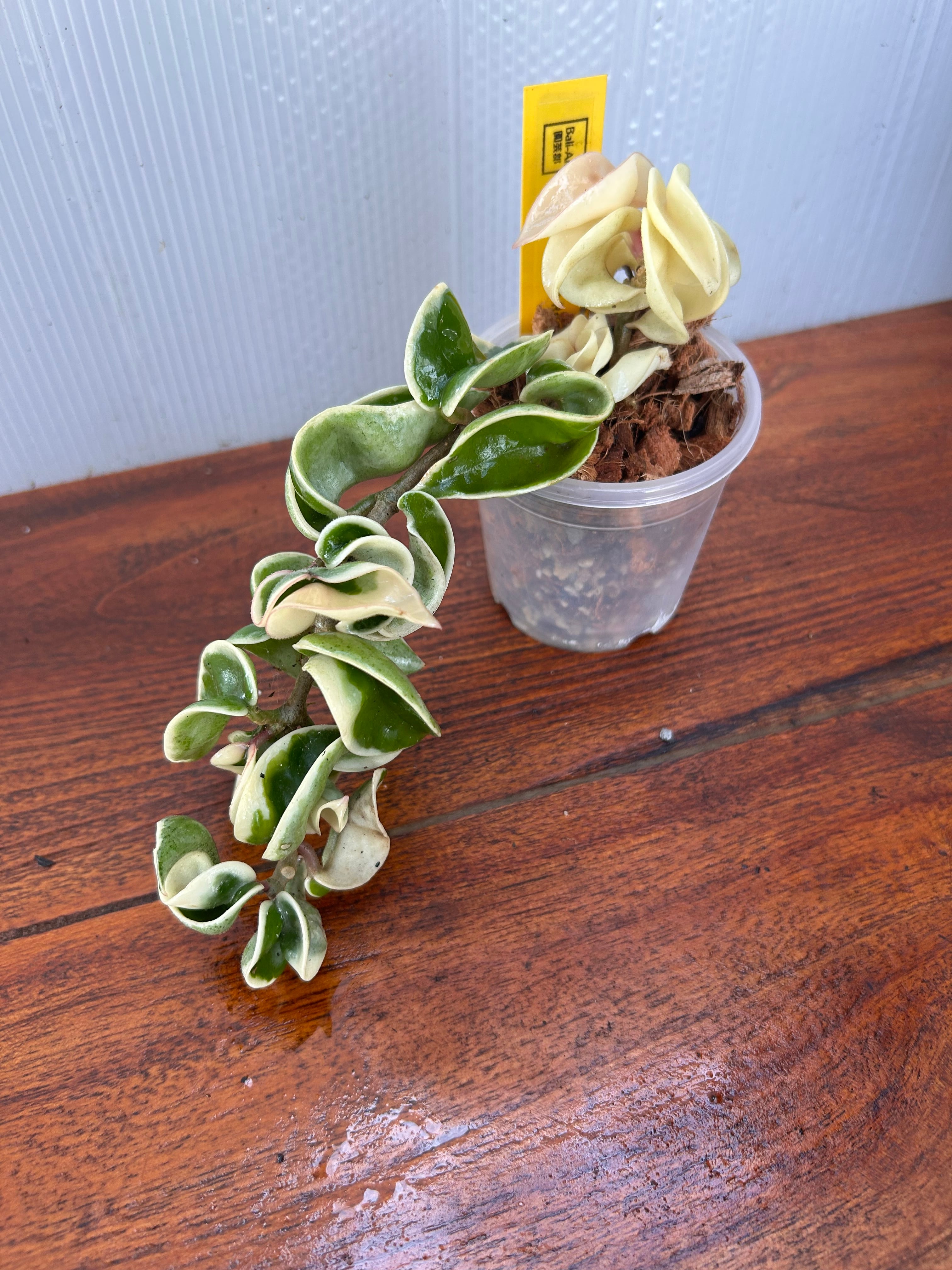 Hoya | BALI-AN 園芸