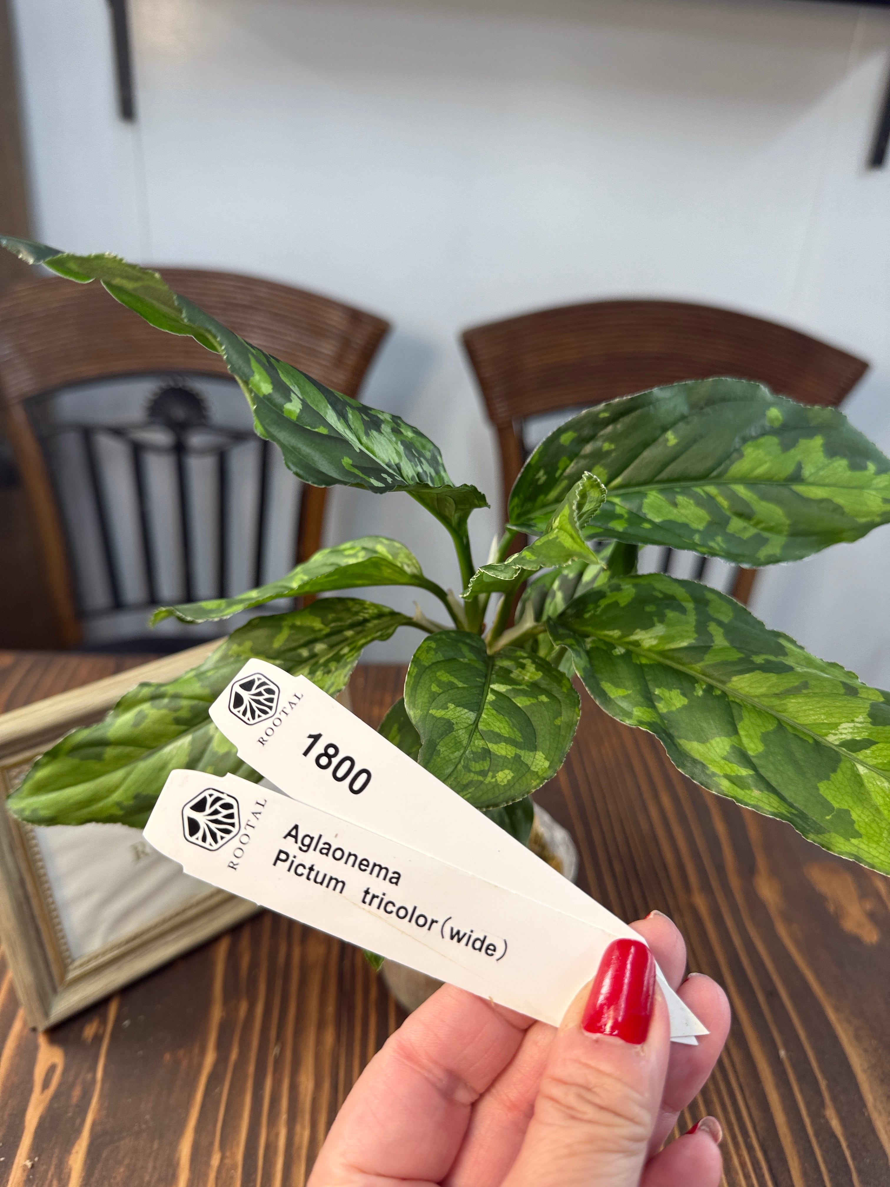 ★1800【野生の迷彩美】アグラオネマ ピクタムトリカラー ワイド(口径8cmポット)