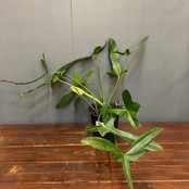 【抽選販売】【限定価格】フィロデンドロン　ロンギロバツム　ミヤノ（限定1）