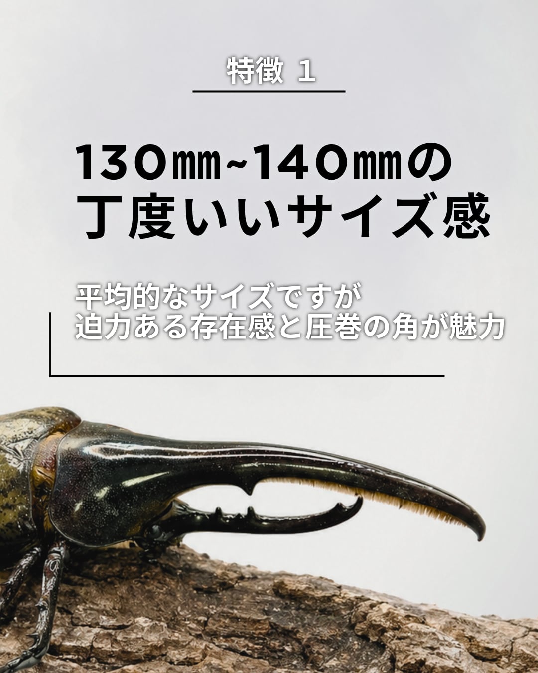 死着保証◯】130mm~140mm ヘラクレスオオカブト 成虫 オス