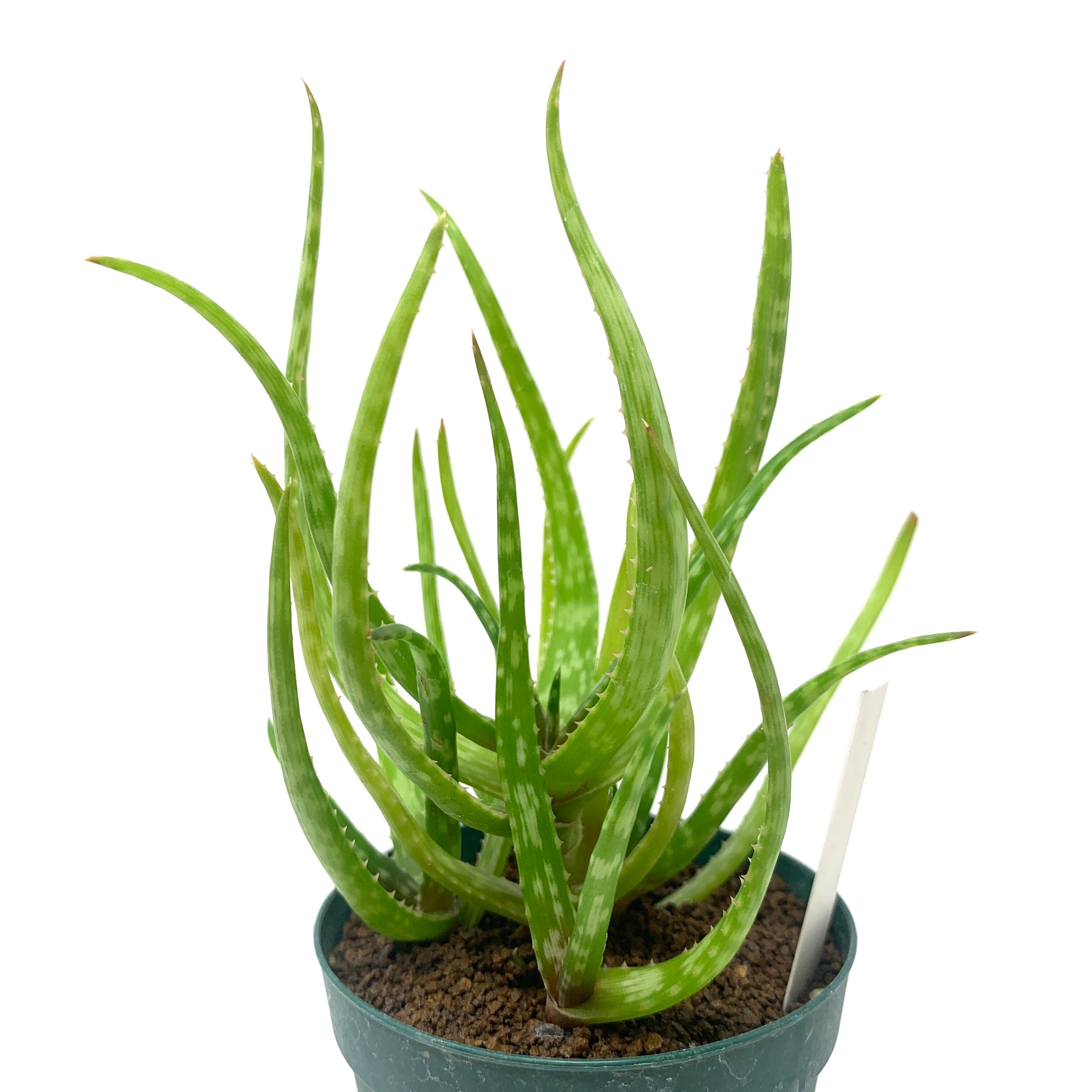 アロエルーペストリス(Aloe rupestris) アロエルーペストリス(Aloe rupestris)