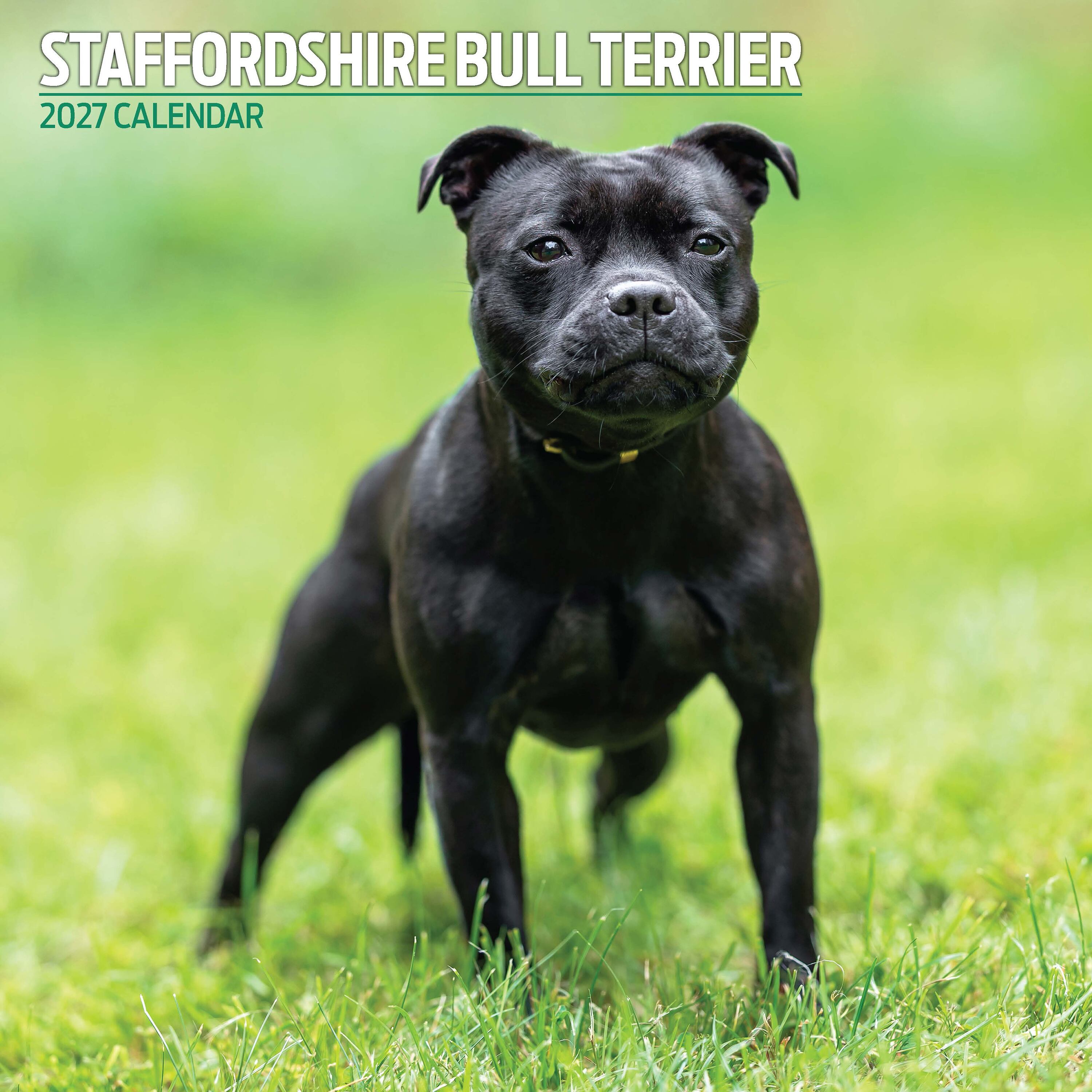 【2027年版】英国製犬種カレンダー【スタッフォードシャー・ブルテリア】Traditional 2027年版