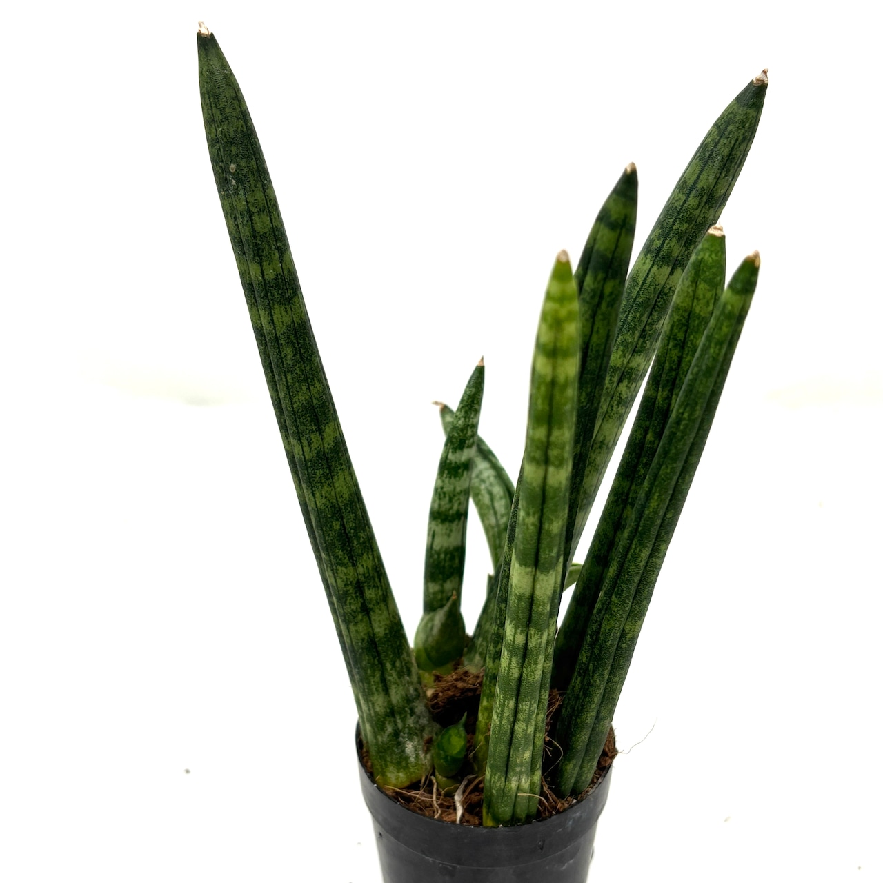 サンスベリア ボンセレンシス ドワーフ【936】