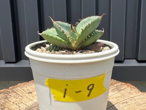 【 I-9 】oteroi seedling ①