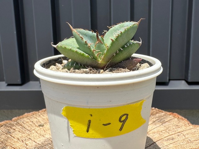 【 I-9 】oteroi seedling ①