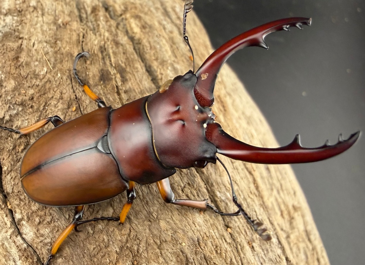 【WD】《アスタコイデスノコギリ ベンクール産 64.5mm ペア》