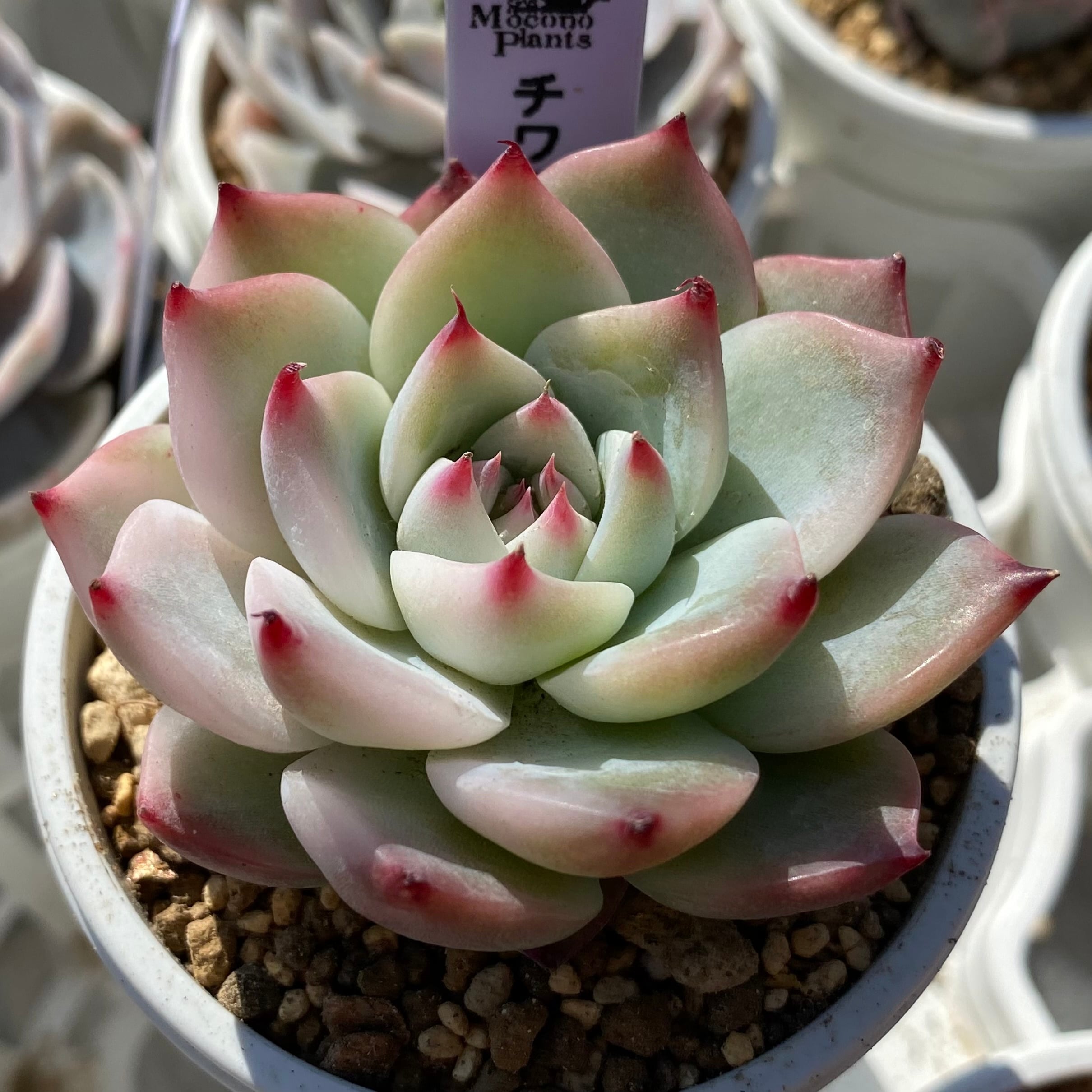 ルノーディーン多肉植物 エケベリア カット苗 微発根のもあり