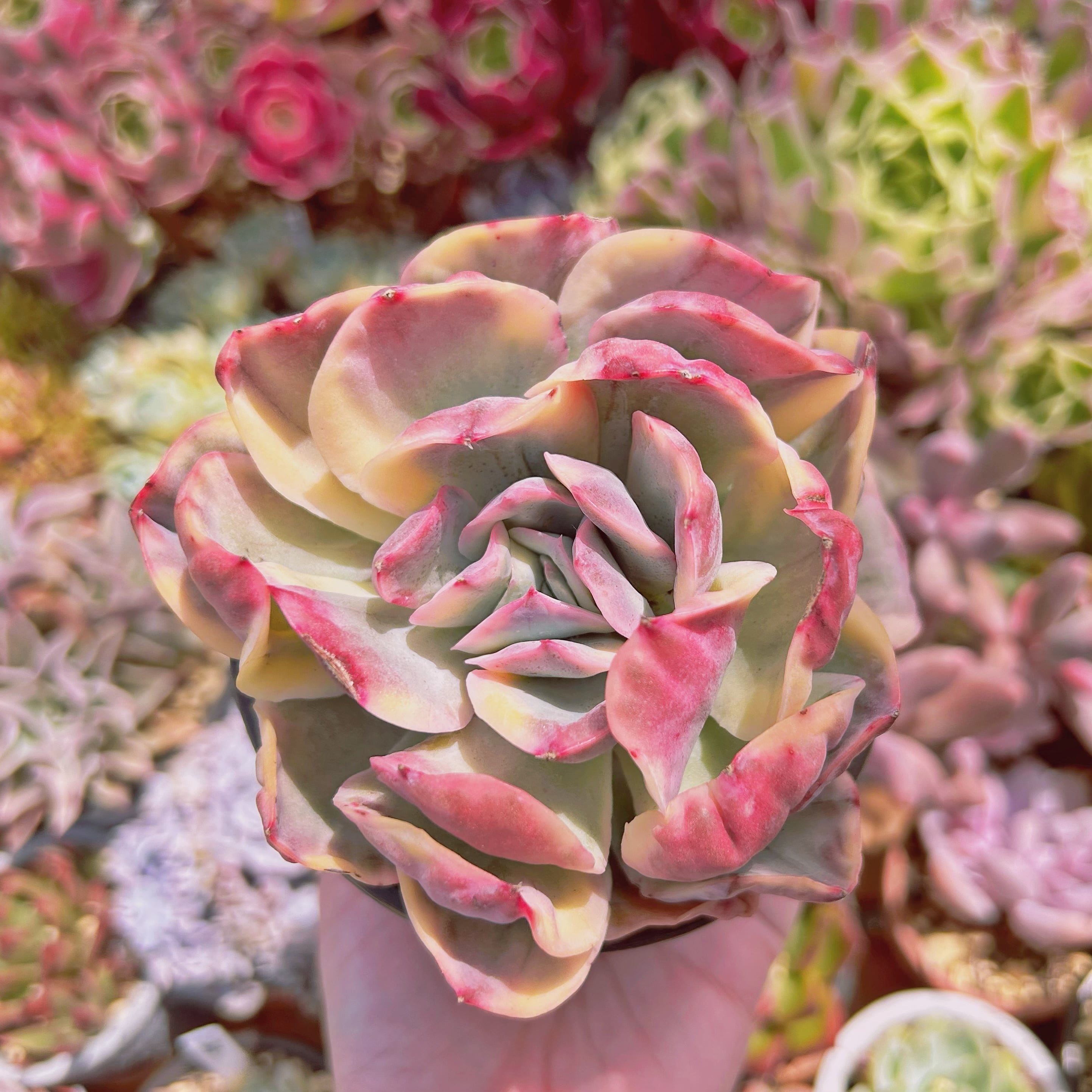 #006現物　多肉植物　ルエラ錦　特大