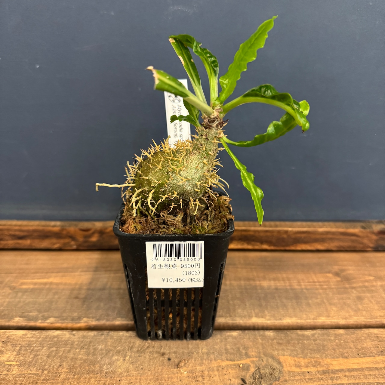 【クリアランス】ミルメコディア sp. aff. erinacea Aimas, Sorong, West Papua【381】