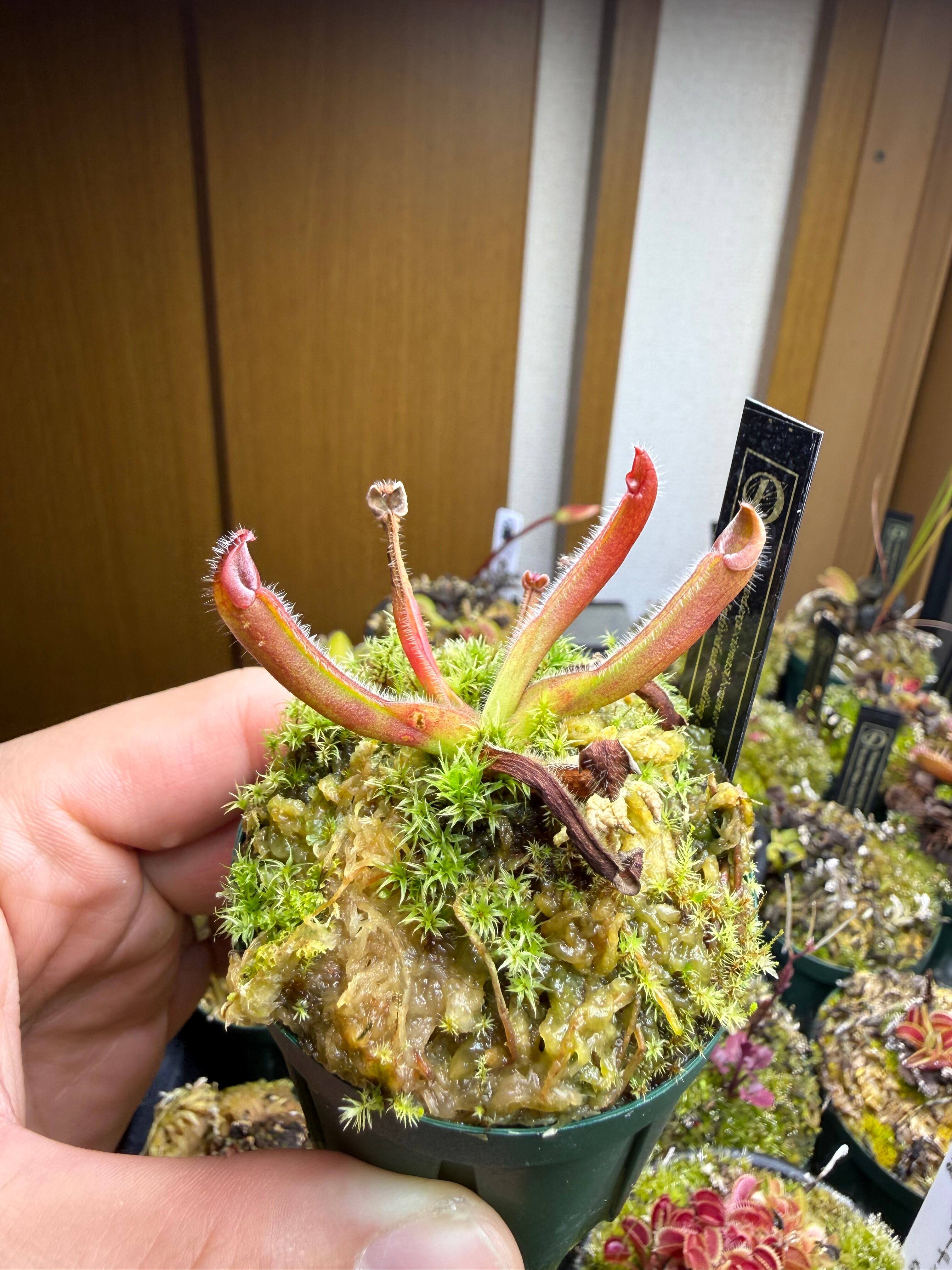 Cephalotus folicularis seedling of Hummer's Giant 06 BCP | Dmix Plants