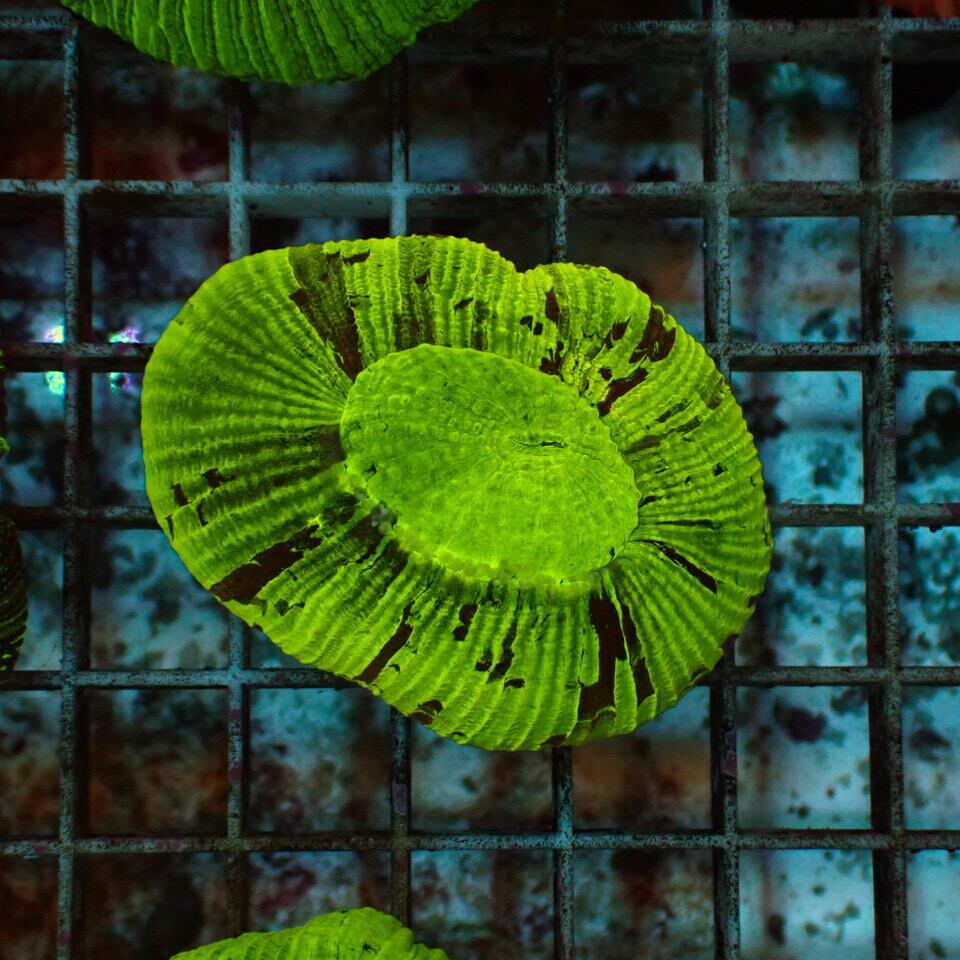 オオバナ / ブレインコーラル | HOUSE REEF(ハウスリーフ)サンゴ・海水