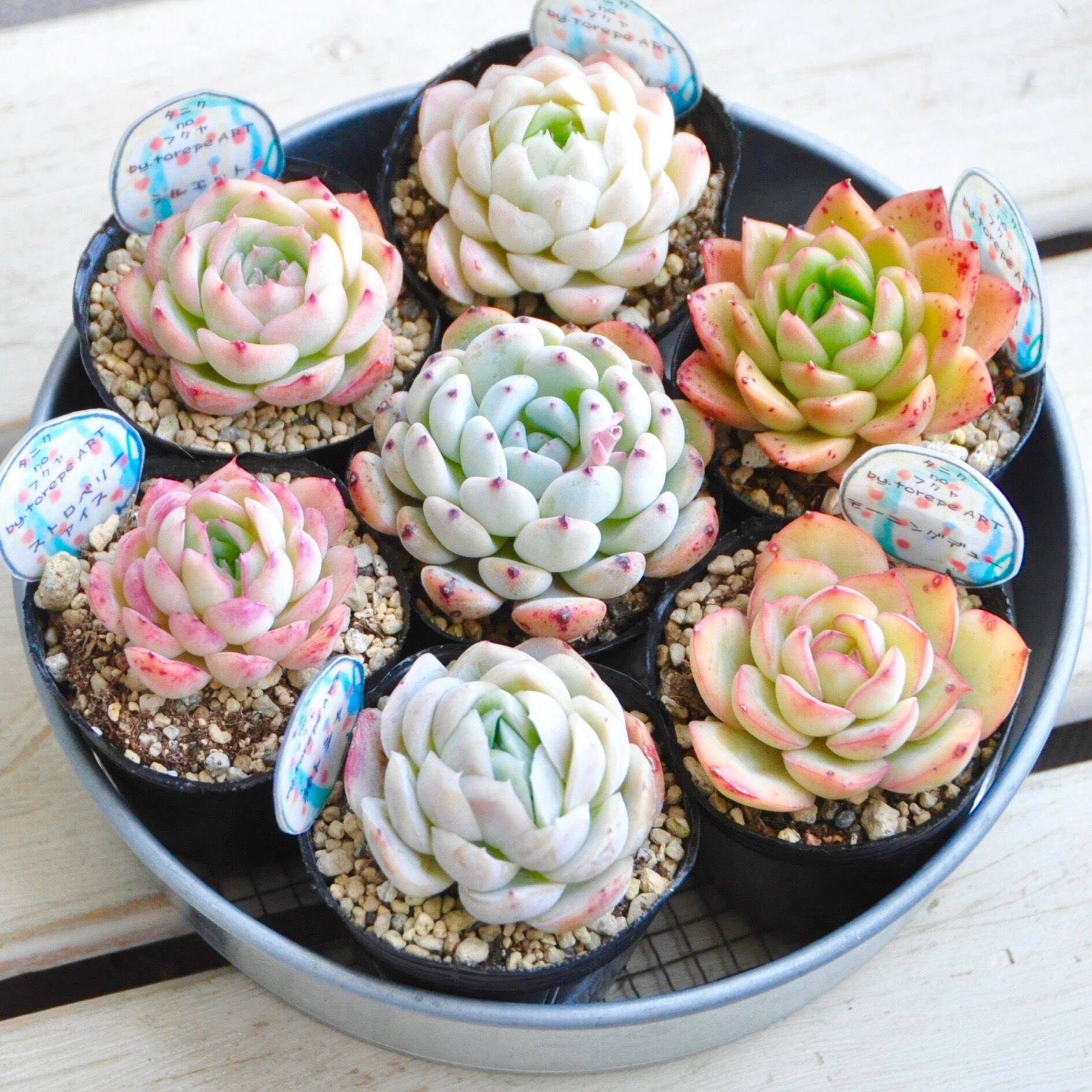多肉植物 個数限定販売 torepe厳選めちゃ可愛い子ちゃん7品種苗set