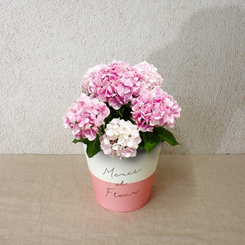 早割10％OFF【2026 Mother's Day　HP₋7 アジサイ鉢植え（コットンキャンディ／4寸）】母の日｜鉢植え｜母の日ギフト｜母の日　アジサイ｜