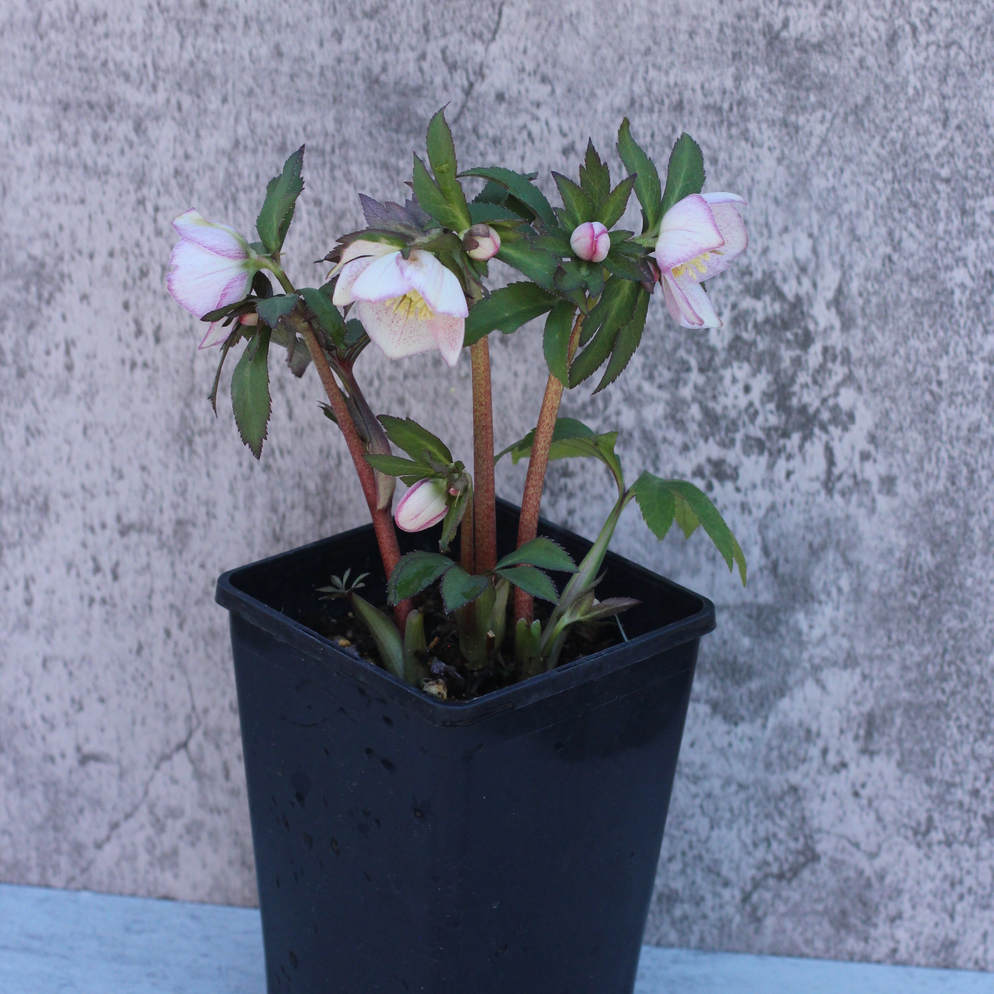 WS26-120 クリスマスローズ ウィンターシンフォニー ほんのりピンク