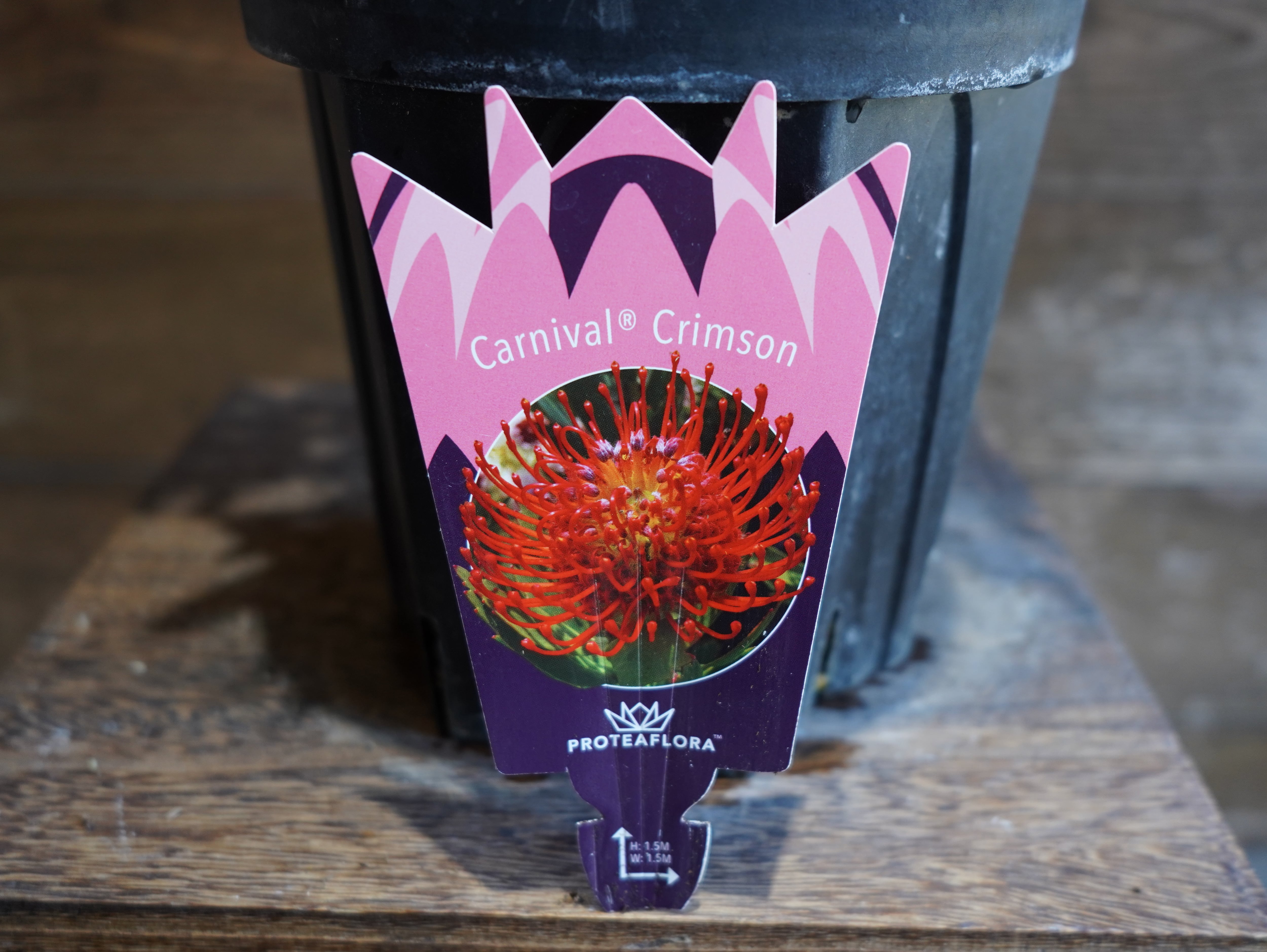 【現物】リューコスペルマム　"カーニバルクリムゾン"