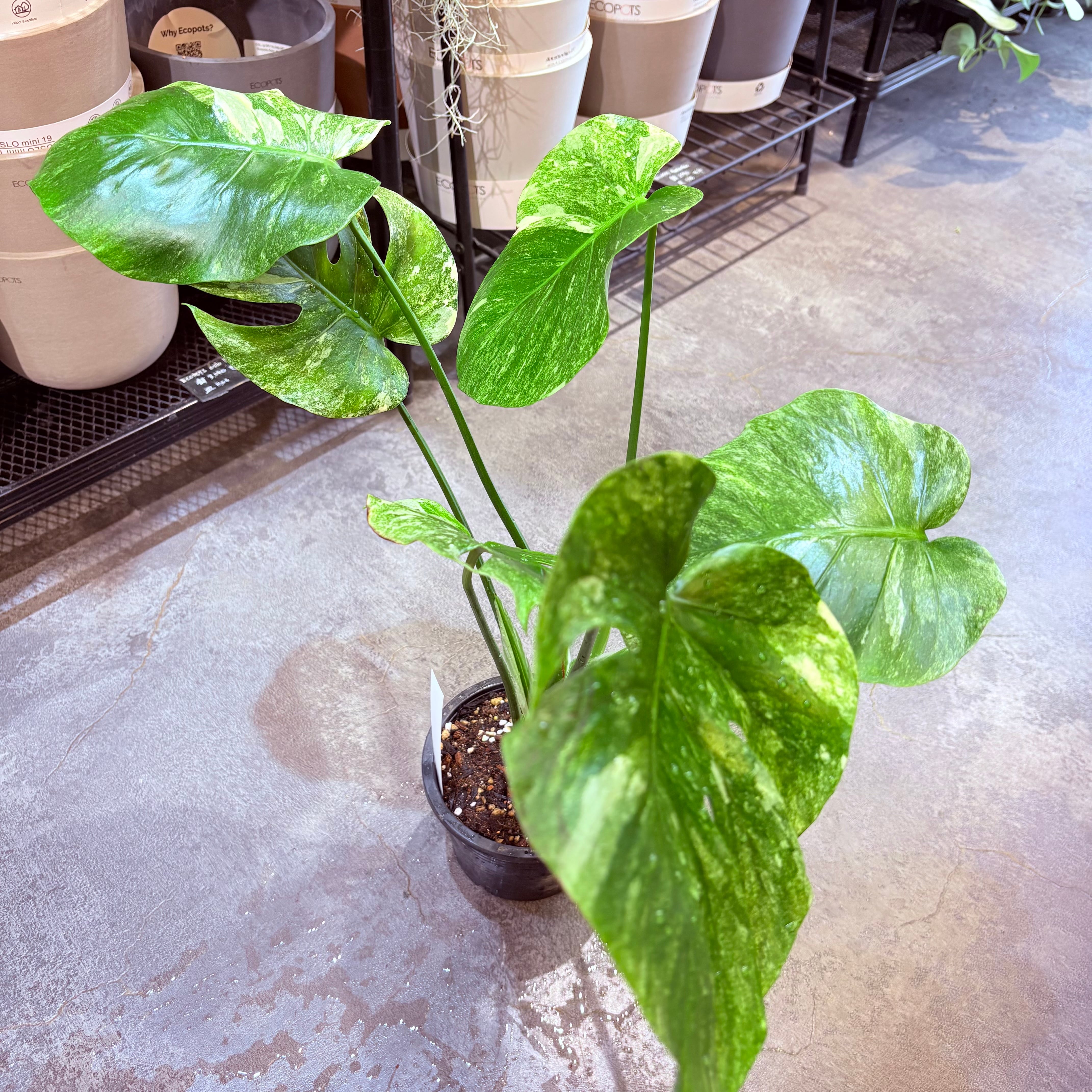 モンステラ デリシオーサ グリーンスノー 5号 A | Green Vibes 宇都宮