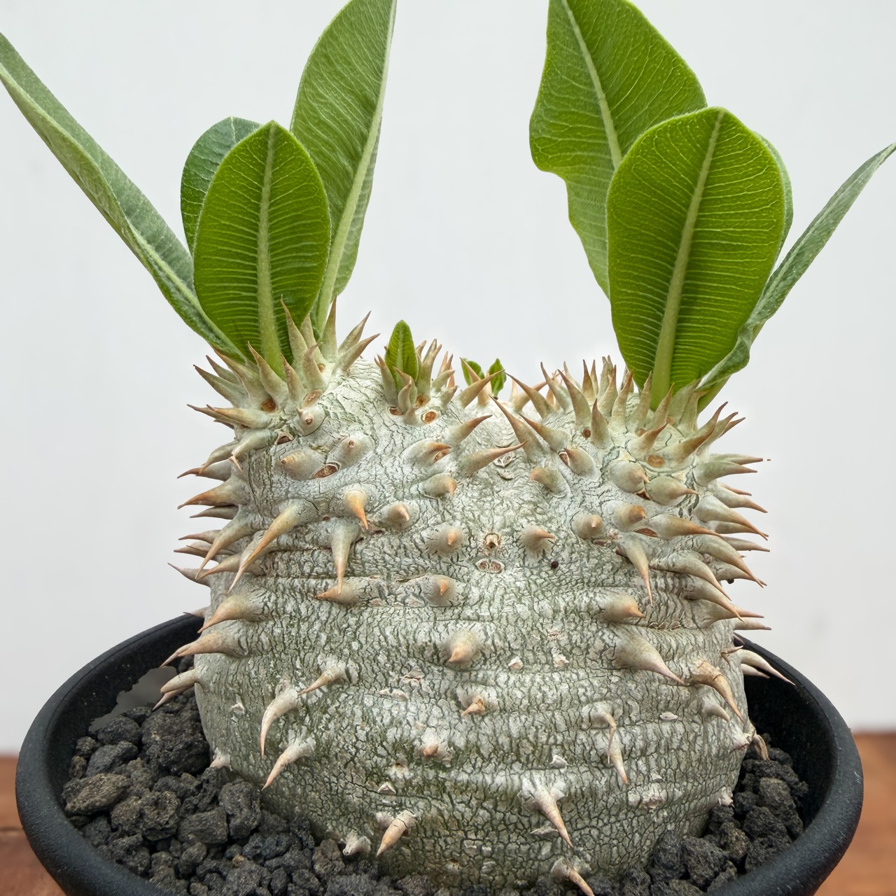 Pachypodium rosulatum var.eburneum【パキポディウム・エブレネウム】