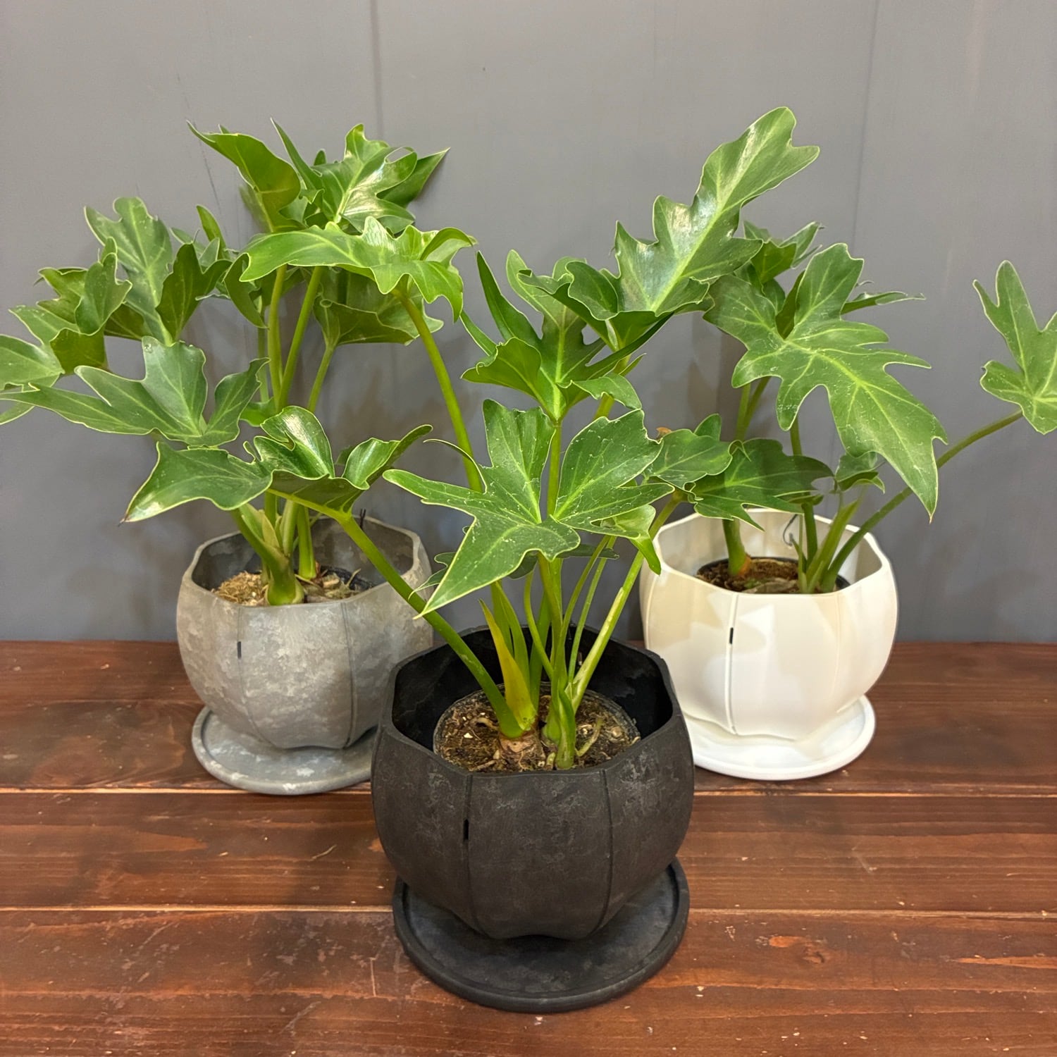 フィロデンドロン 主役級の3品種セット ！ 秋の植え替えフェア対象】【セット】フィロデンドロン セローム