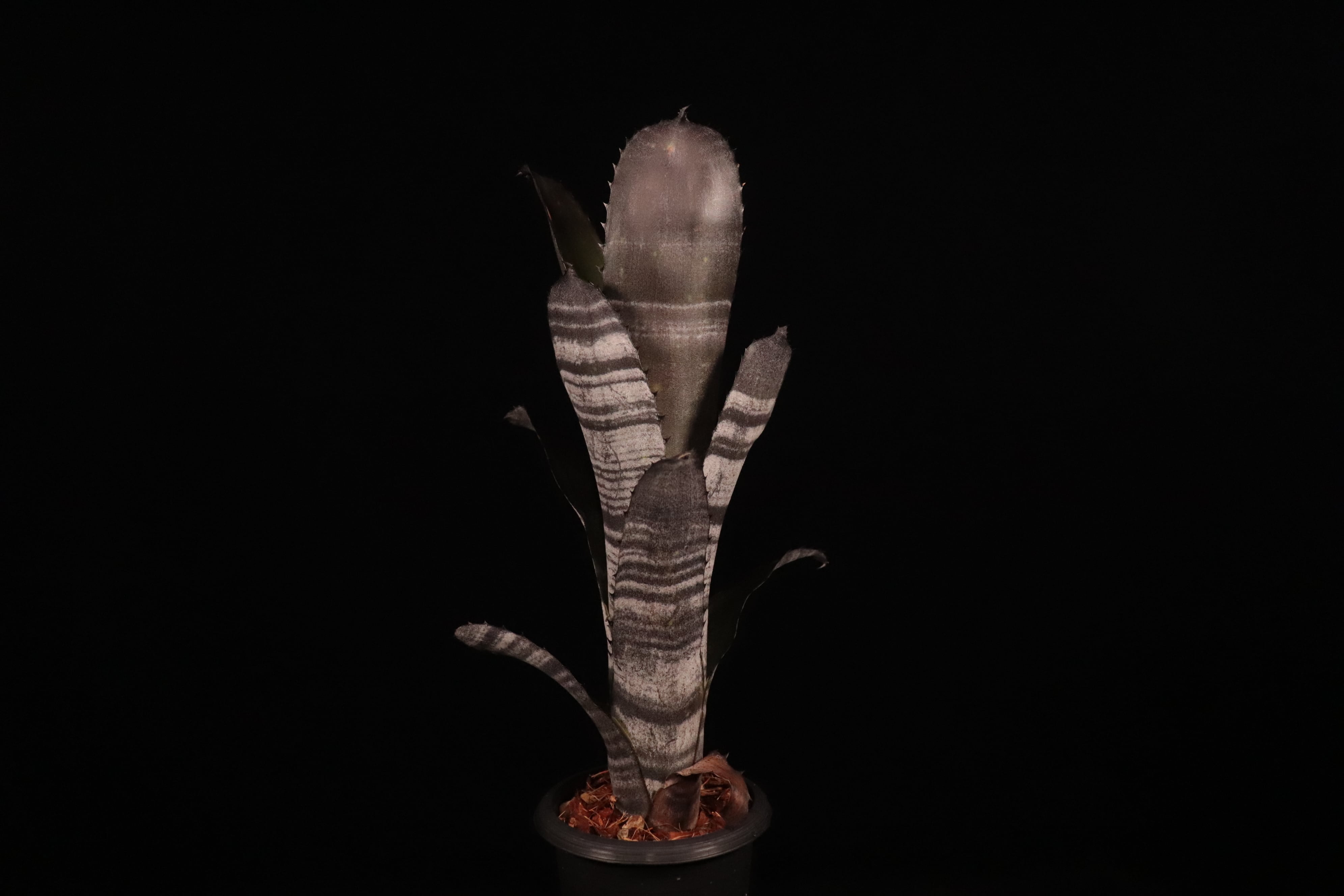 送料無料】Billbergia 'Smokestack'〔ビルベルギア〕現品発送B319
