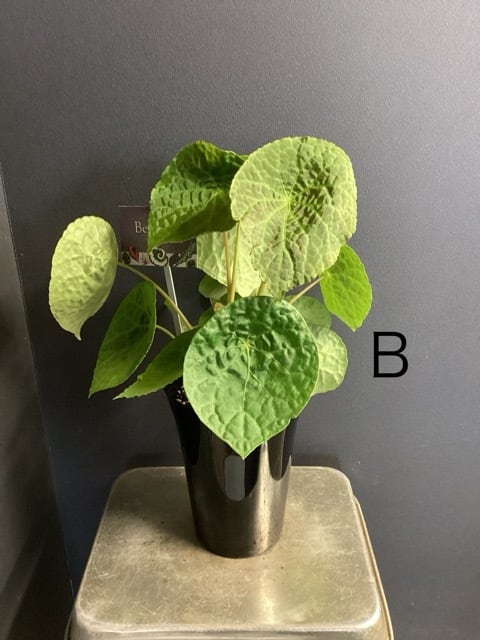 室内向き】【おしゃれ オシャレなインテリア】熱帯植物 根茎性