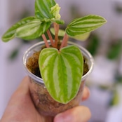 Peperomia argyreia variegated / 極斑入り スイカペペロニア⑦│観葉植物