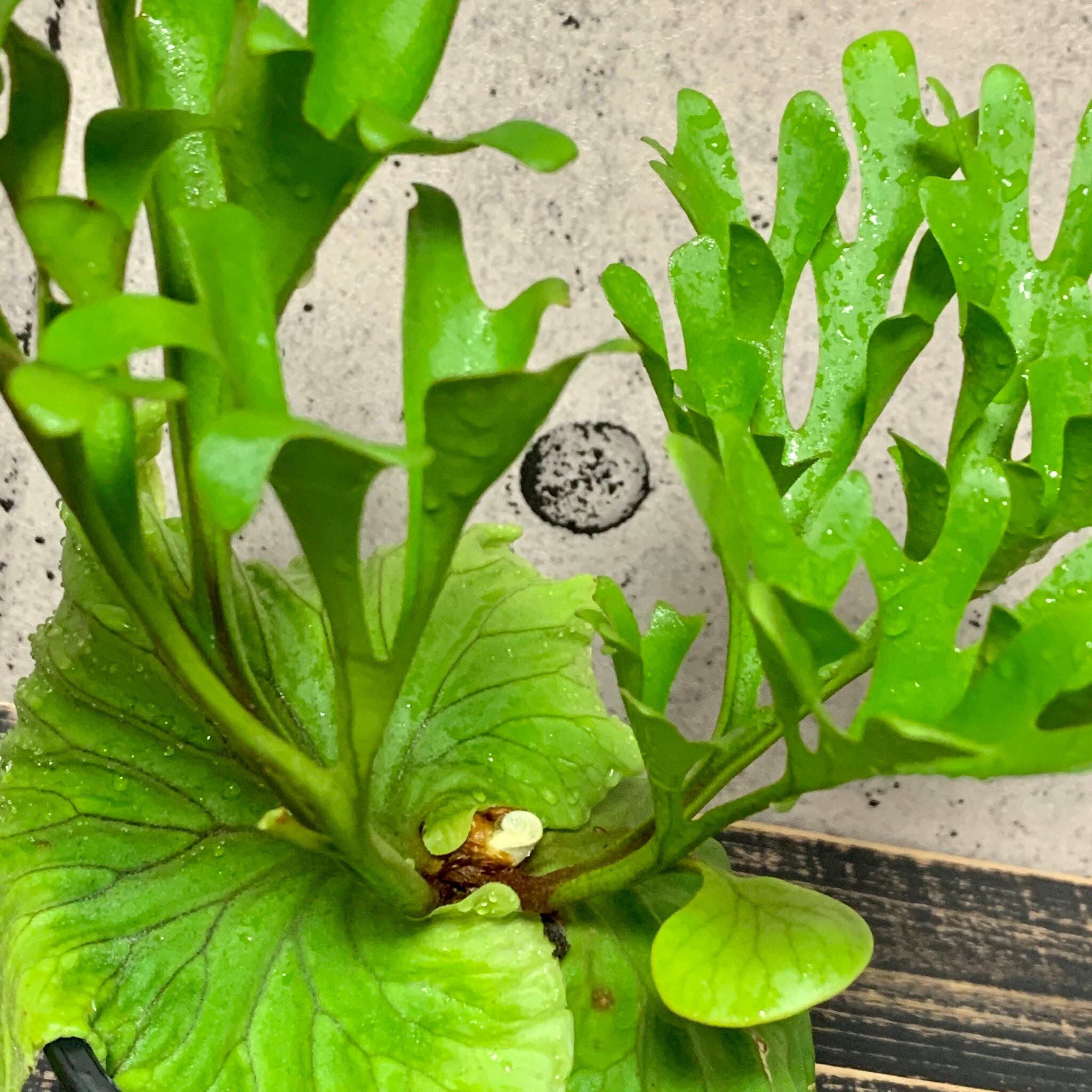 ビカクシダ リドレイ Planet Plants プラネットプランツ