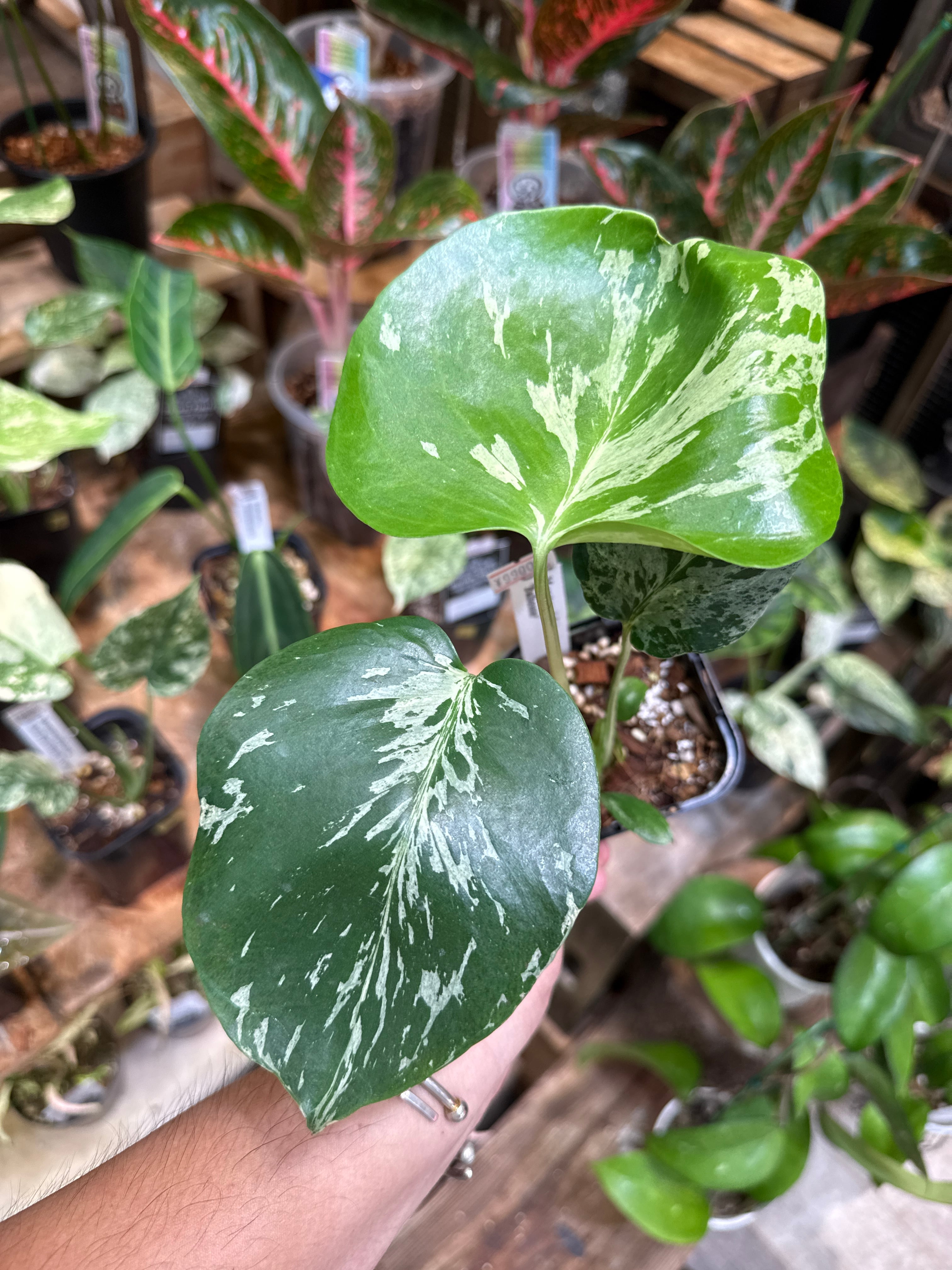 6. モンステラ デリシオサ バルバソー /Monstera D. 'Bulbasur