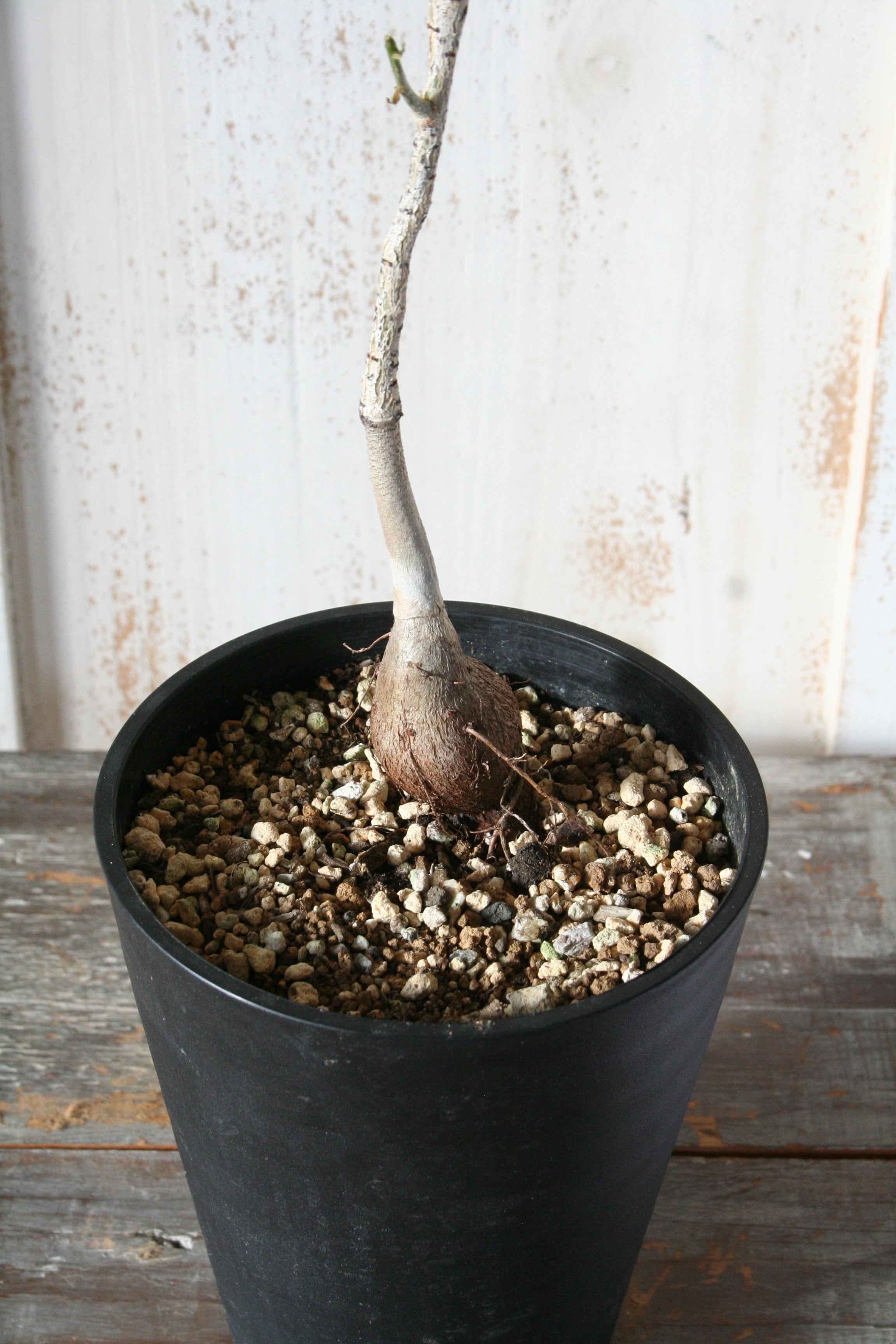 バオバブ マダガスカリエンシス | Nature Garland／deco flower＆plants