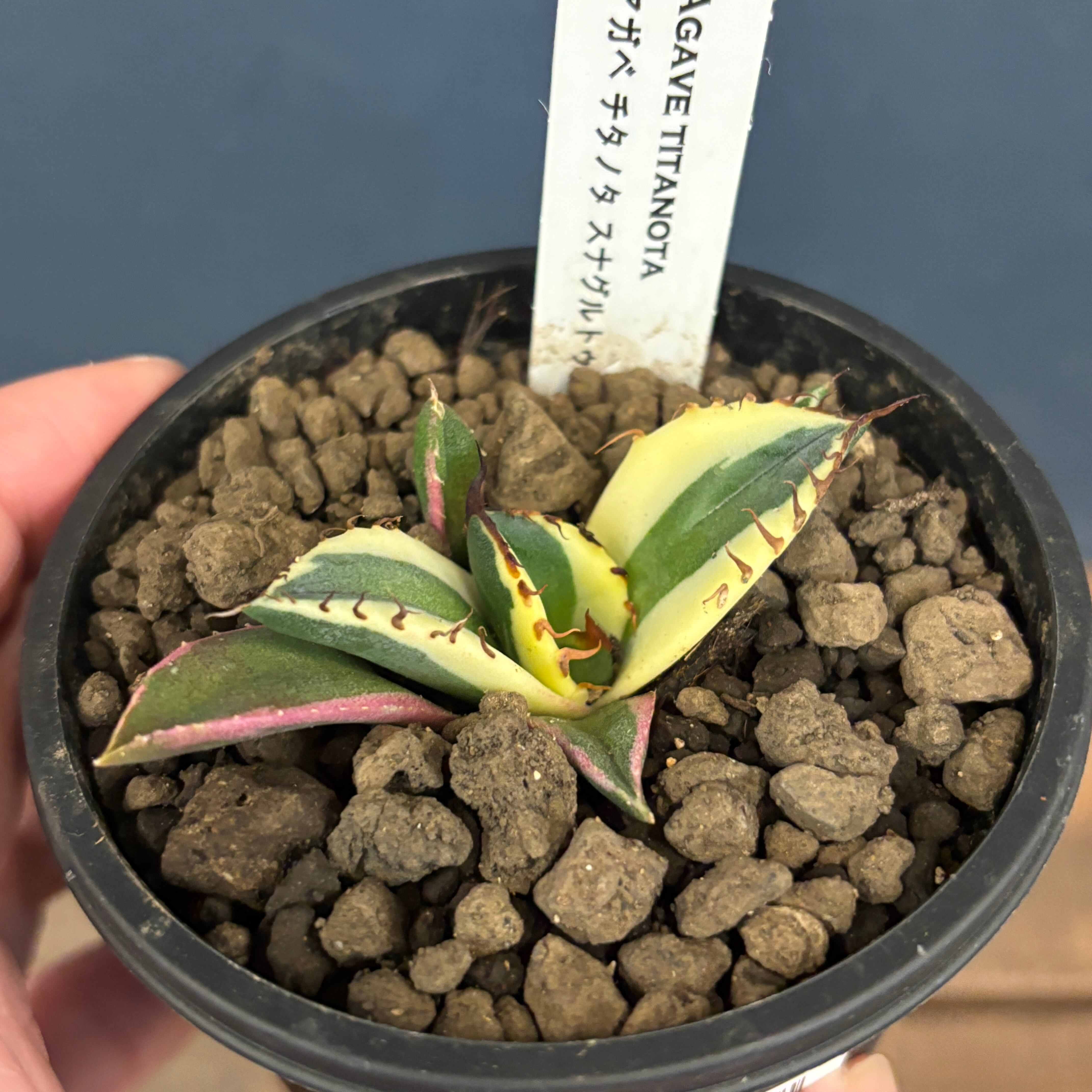 アガベ | PROTOLEAF プロトリーフ